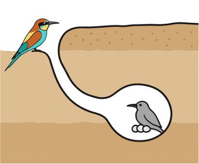 Le nid se trouve dans la terre au bout d’un tunnel d’un à deux mètres de long