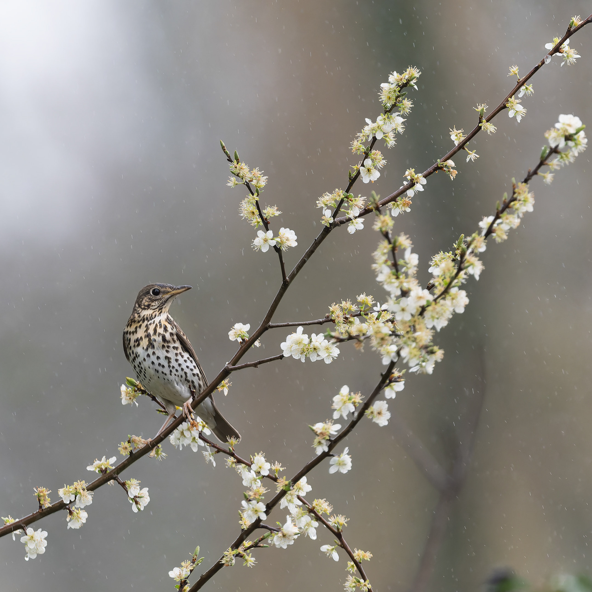 Grive musicienne sous la pluie