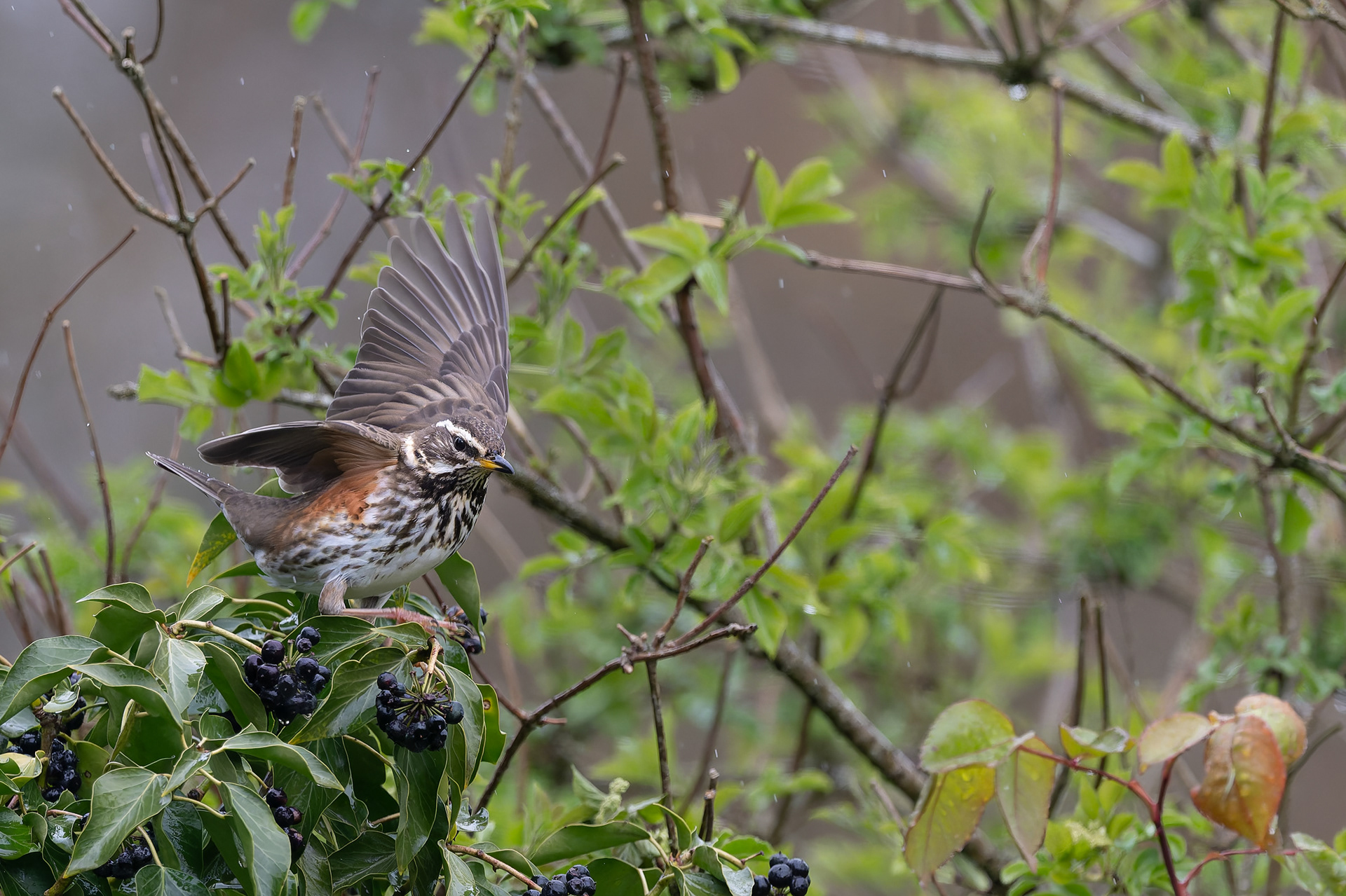 Grive mauvis, la plus petite avec son sourcil blanc...