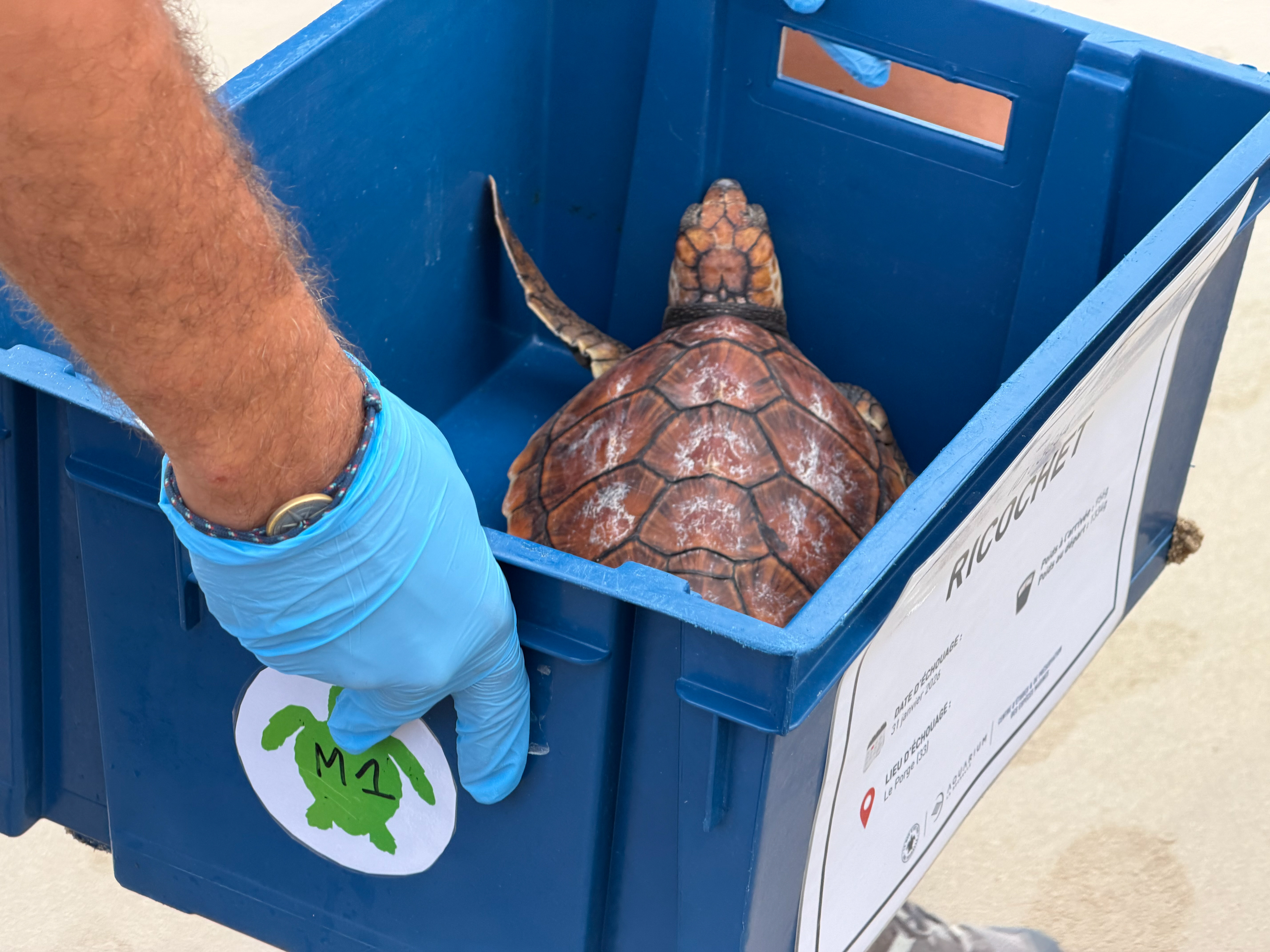 Chaque tortue a un nom, ici Ricochet, et arrrive dans un bac plastique avant d'être déposée sur la plage