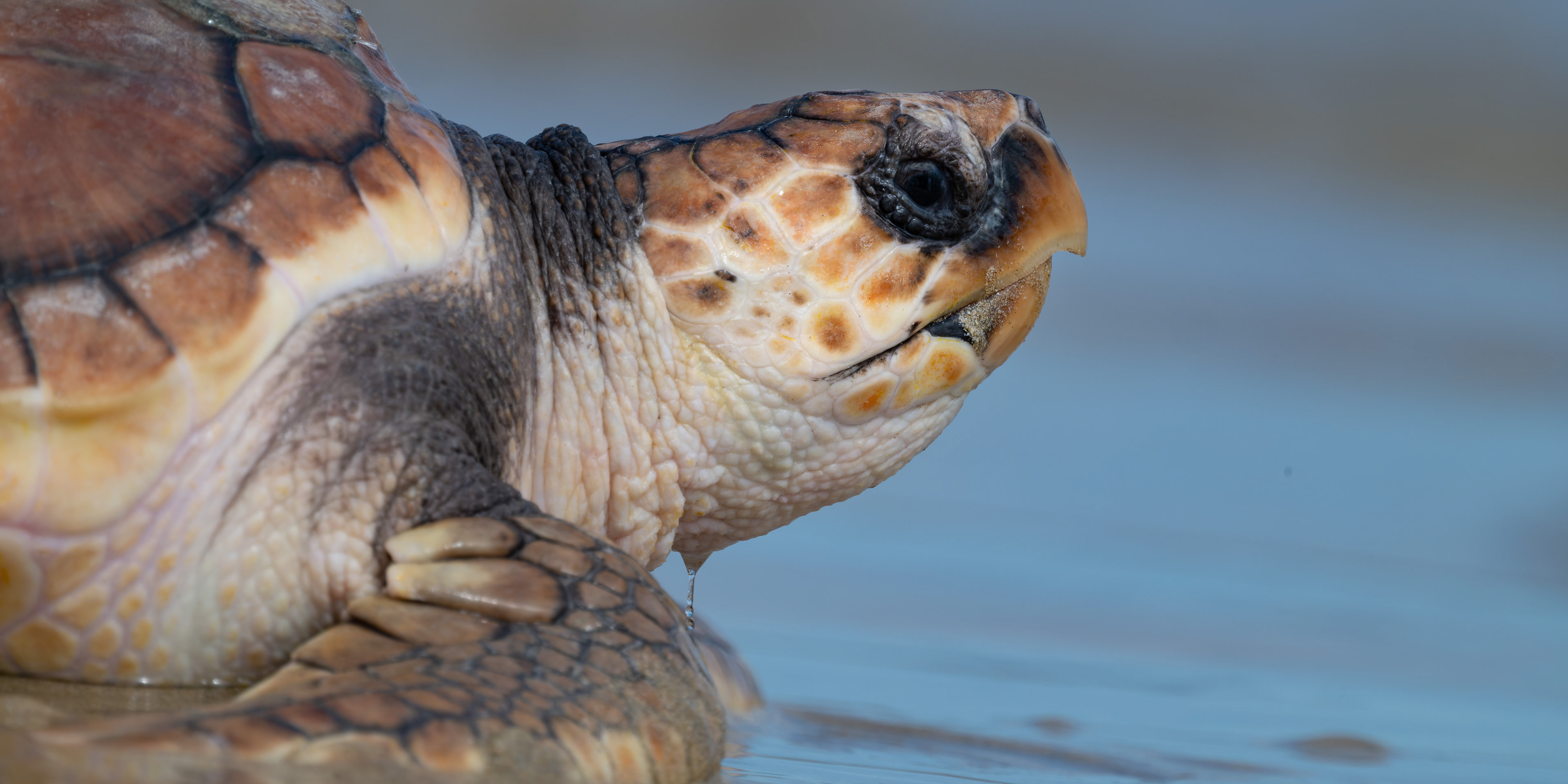 Portrait intime d’une tortue caouanne : texture de la peau, écailles colorées et regard intense.