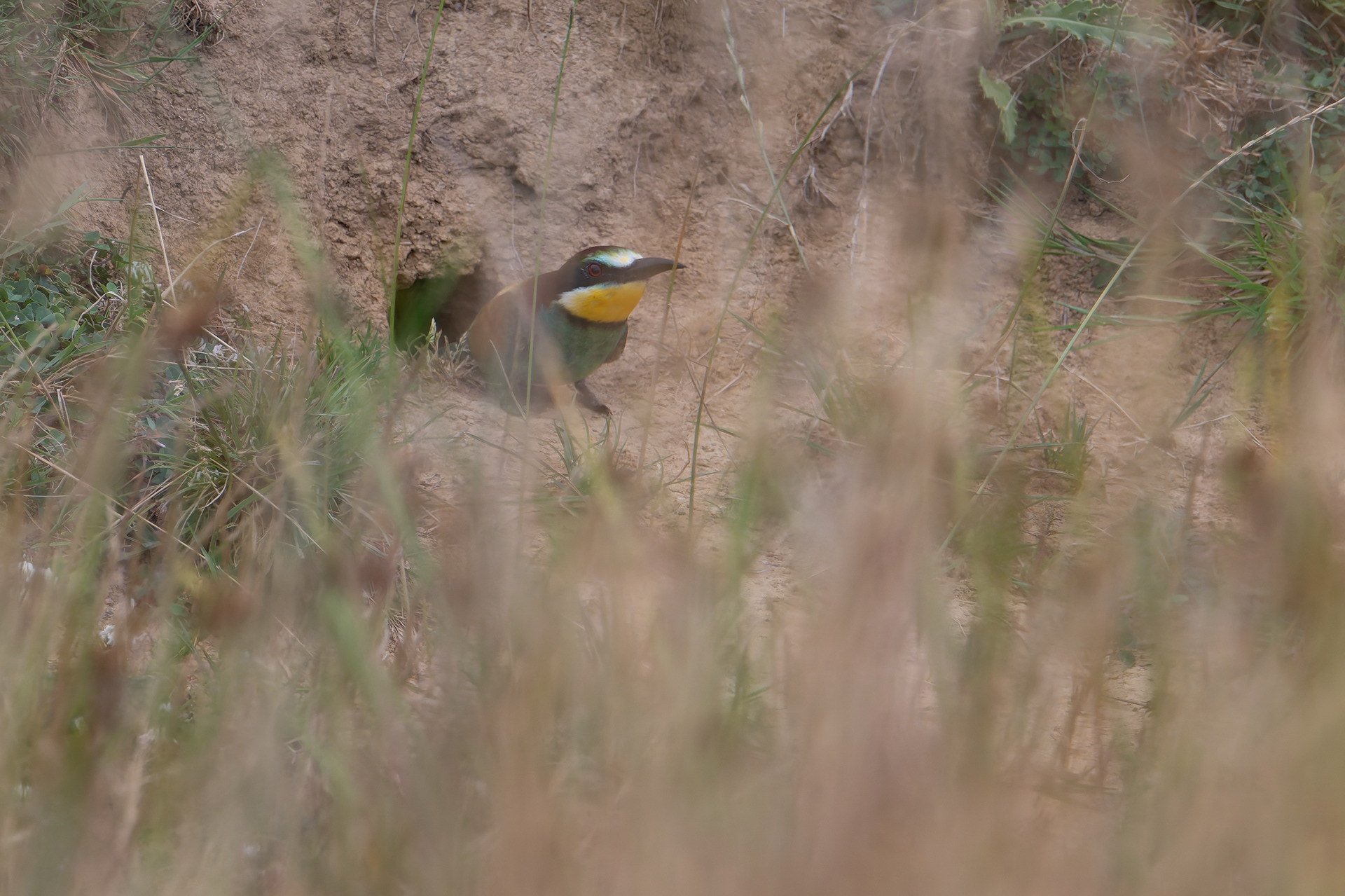 Guêpier à la sortie du nid