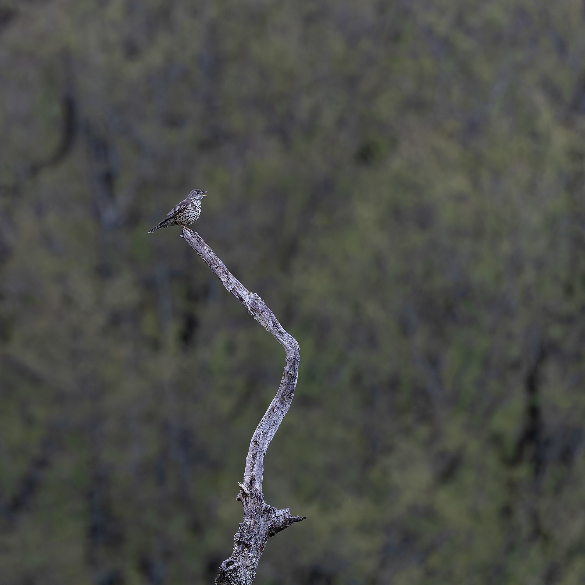 Grive draine sur son perchoir en fin de journée
