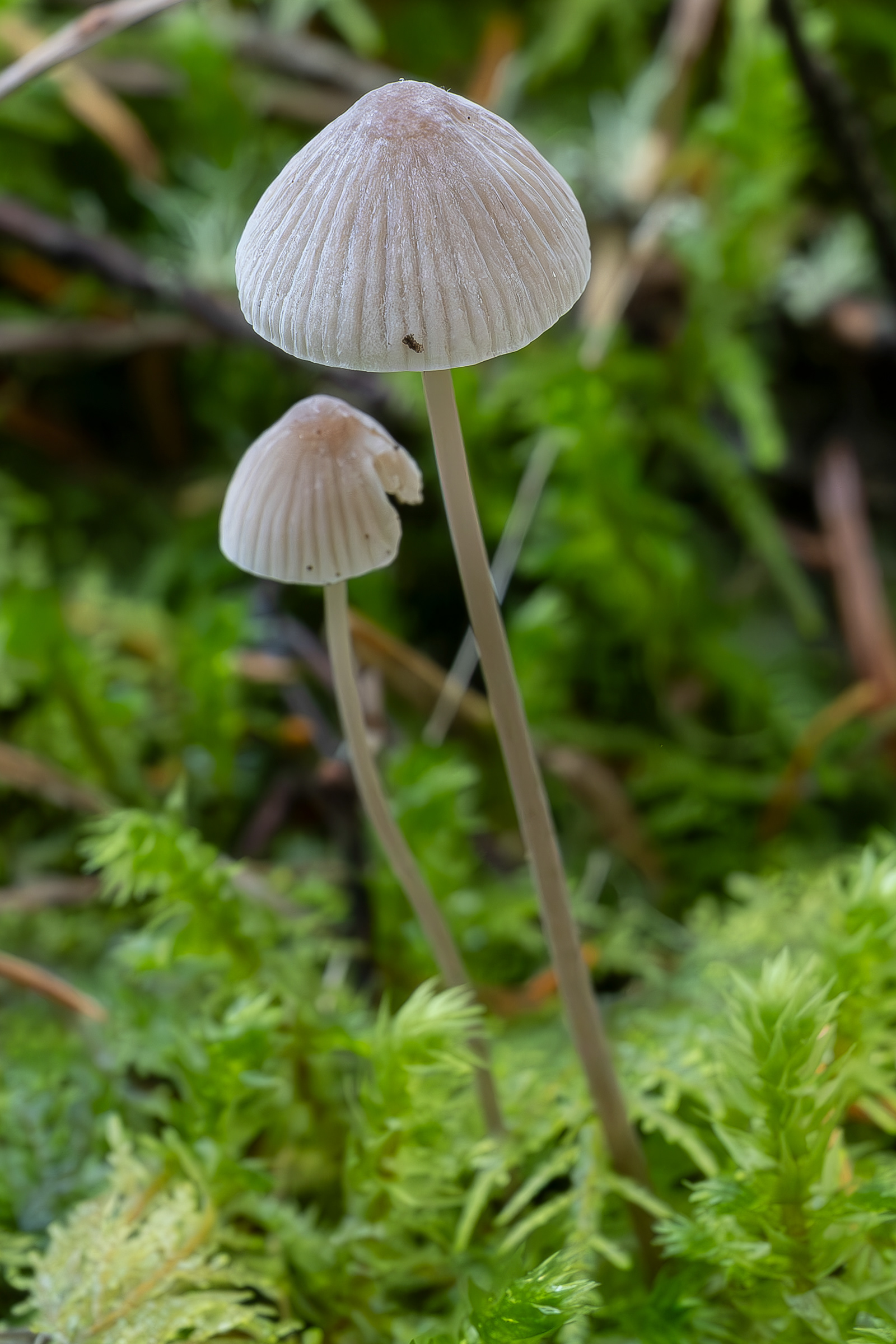 Nitrous bonnet (Mycena leptocephala)?, Lopez Hill