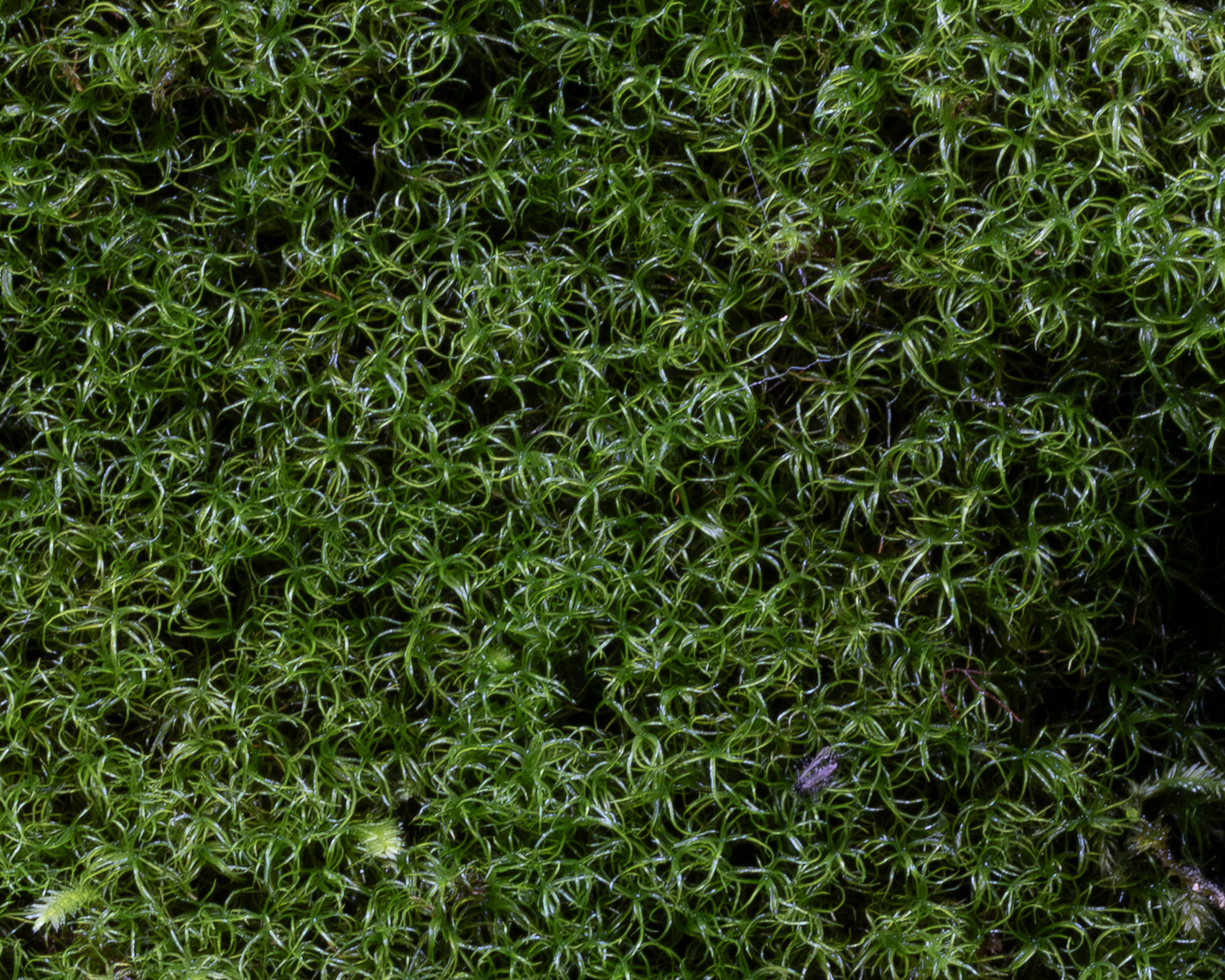 California yoke-moss (Amphidium californicum), Lopez Hill