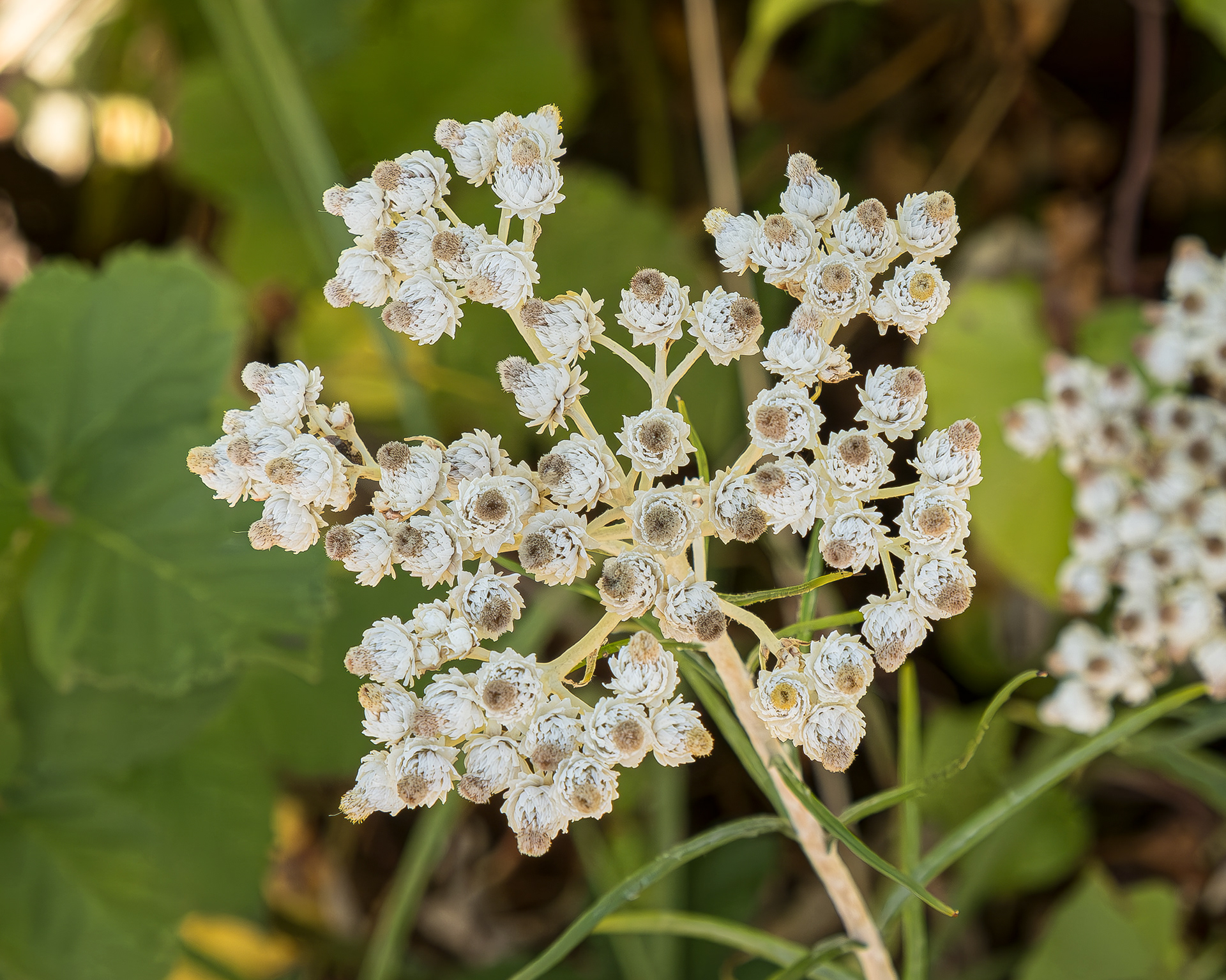 Pearly everlasting (Anaphalis margaritacea), Lopez Spit