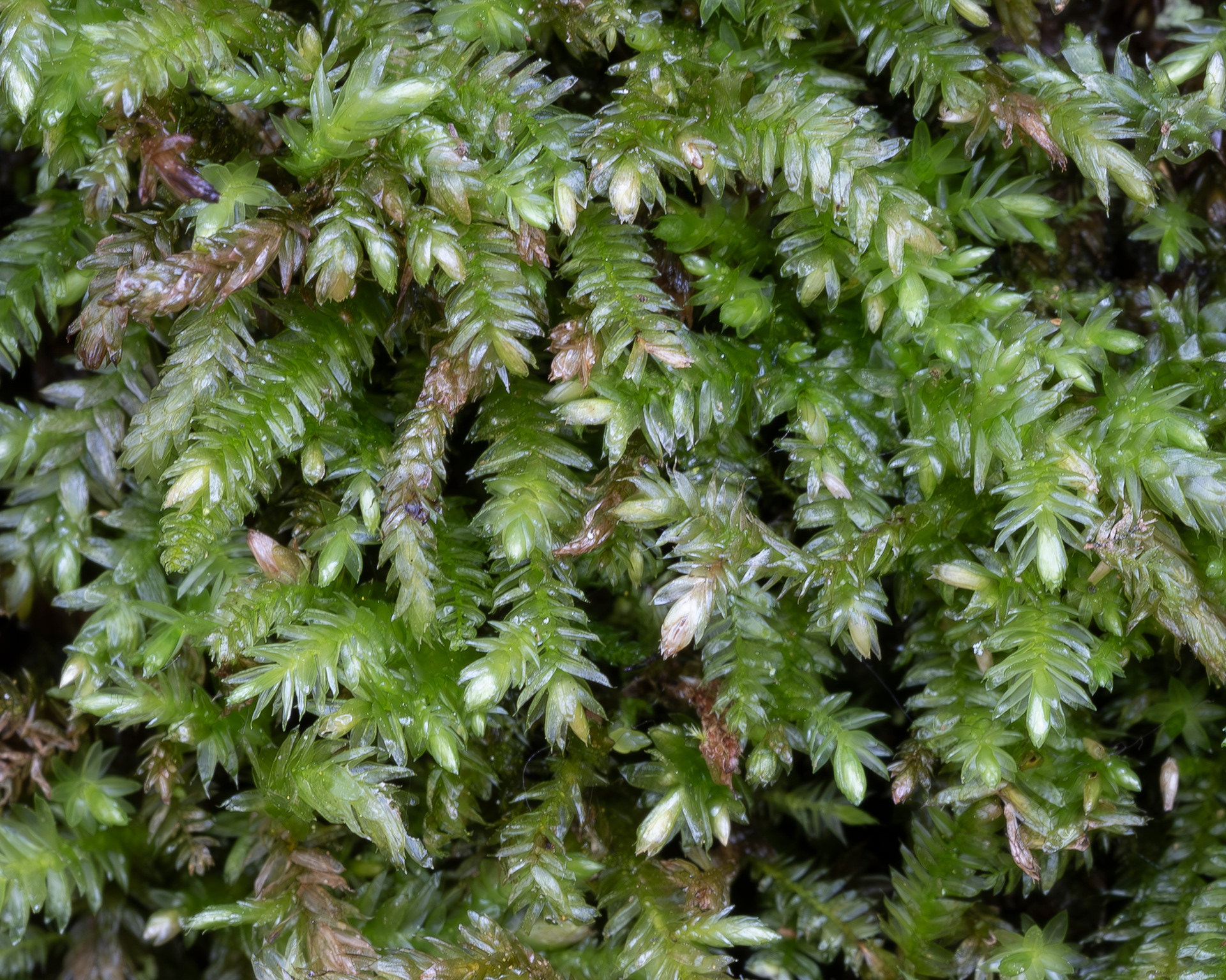 Bigelow's Porotrichum Moss (Porotrichum bigelovii), Richardson Marsh Preserve
