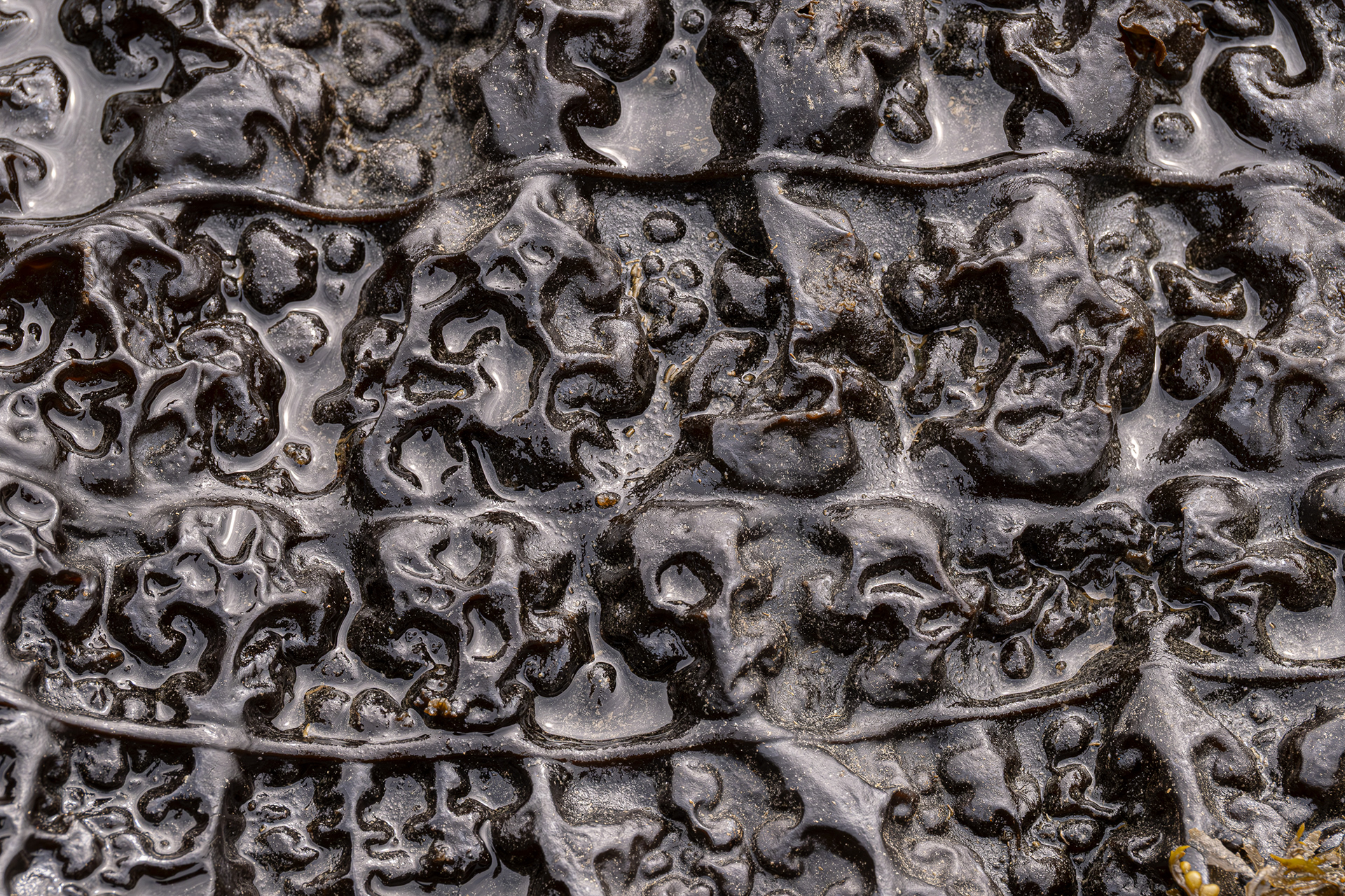 Seersucker Kelp, Davis Head