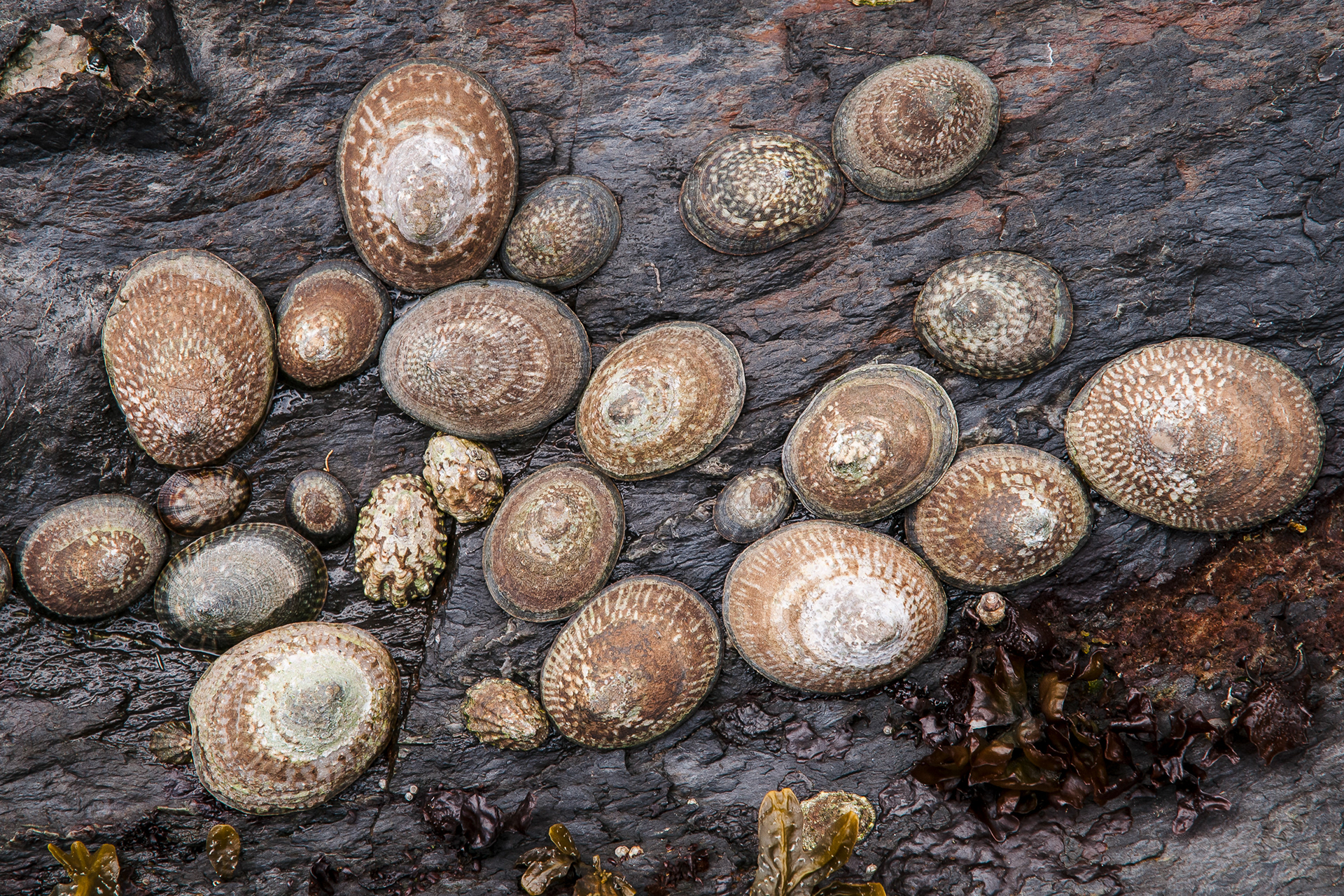 Limpets, Iceberg Point