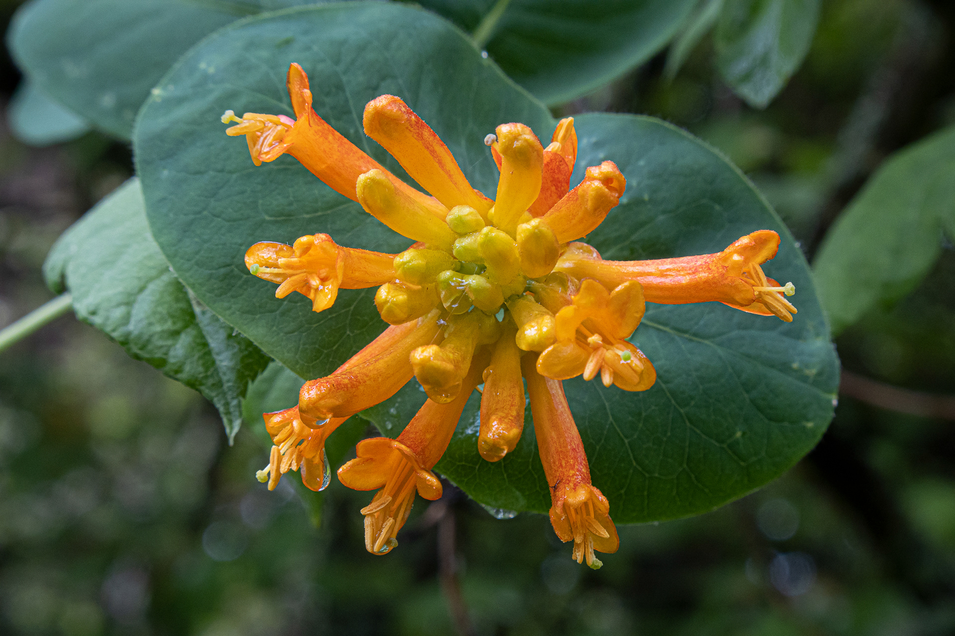 Orange honeysuckle (Lonicera ciliosa), Davis Bay Road