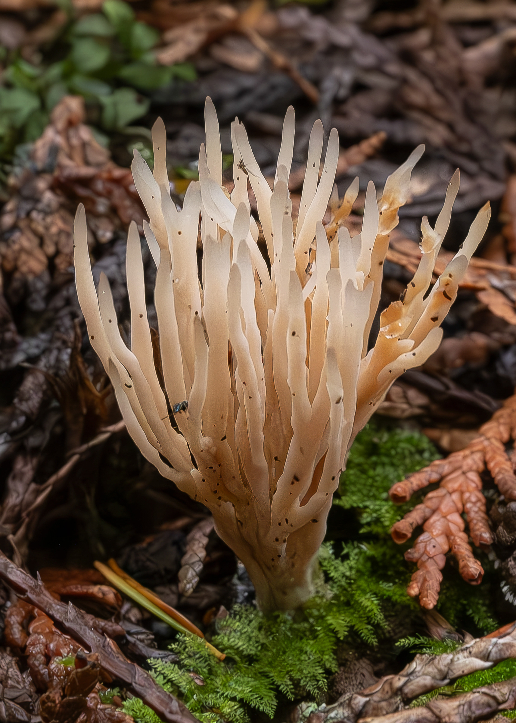 Ashen coral (Tremellodendropsis tuberosa), Lopez Hill