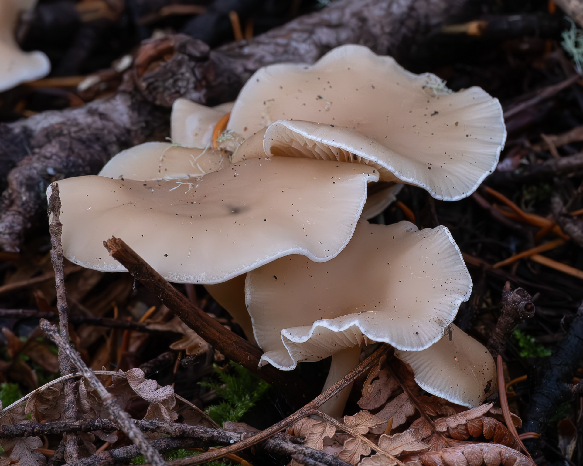 Fragrant funnel (Clitocybe fragrans), Point Colville