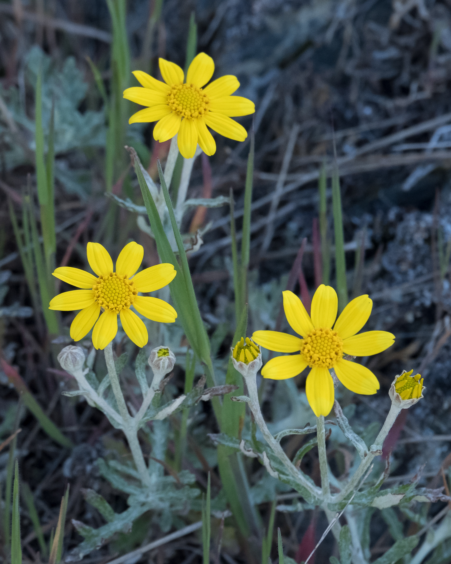 Wooly eriophyllum aka Oregon sunshine (Eriophyllum lanatum), Iceberg Point