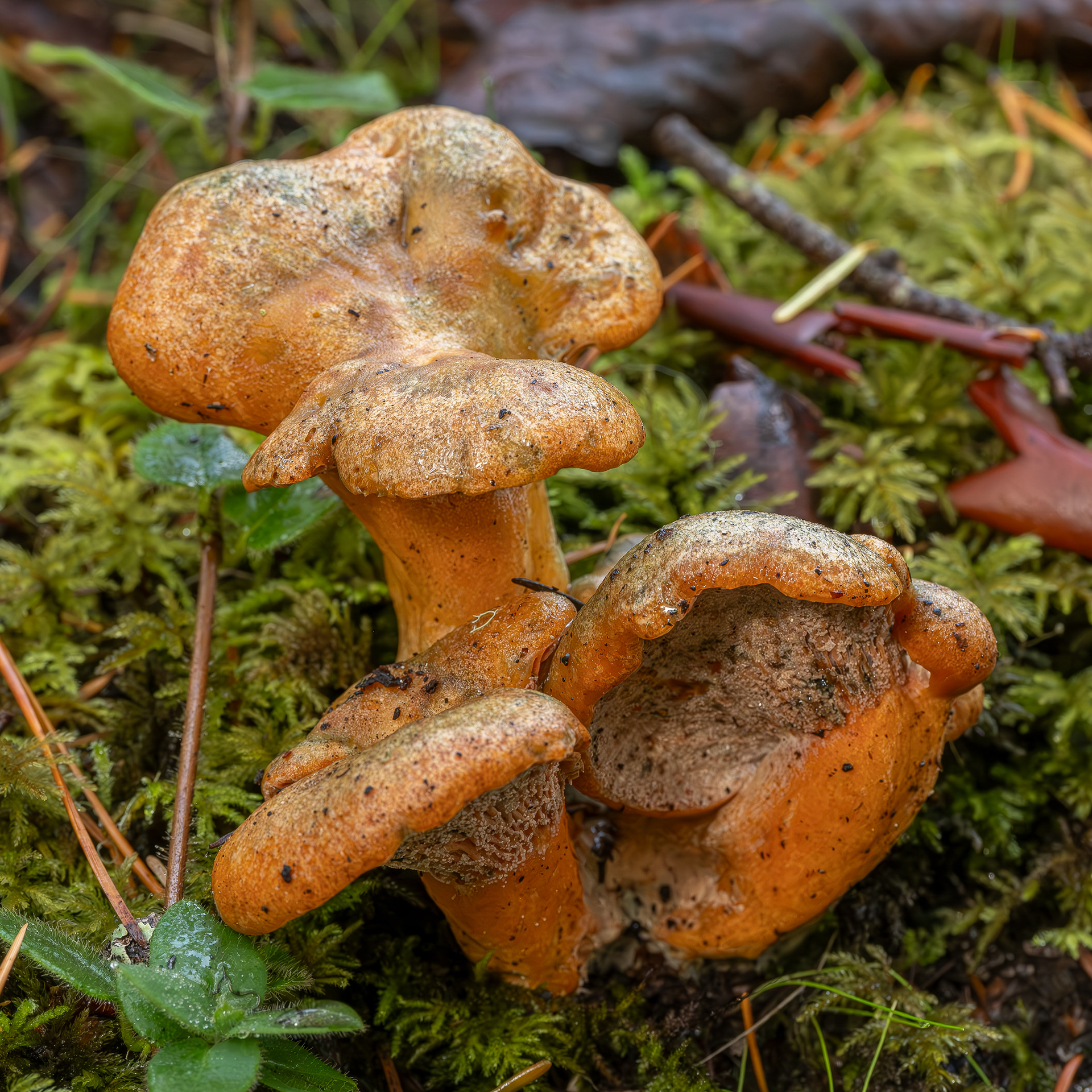 Bleeding milkcap (Lactarius rubrilacteus), Chadwick Hill