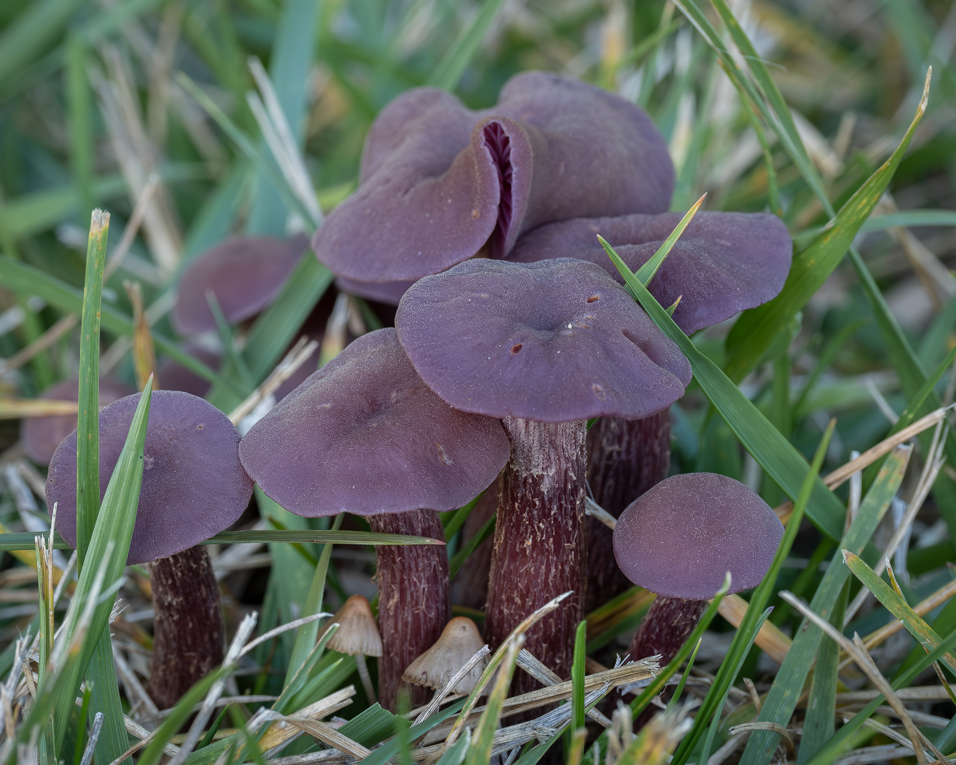 Western Amethyst laccaria (Laccaria amethysteo-occidentalis) Kjargaard Road