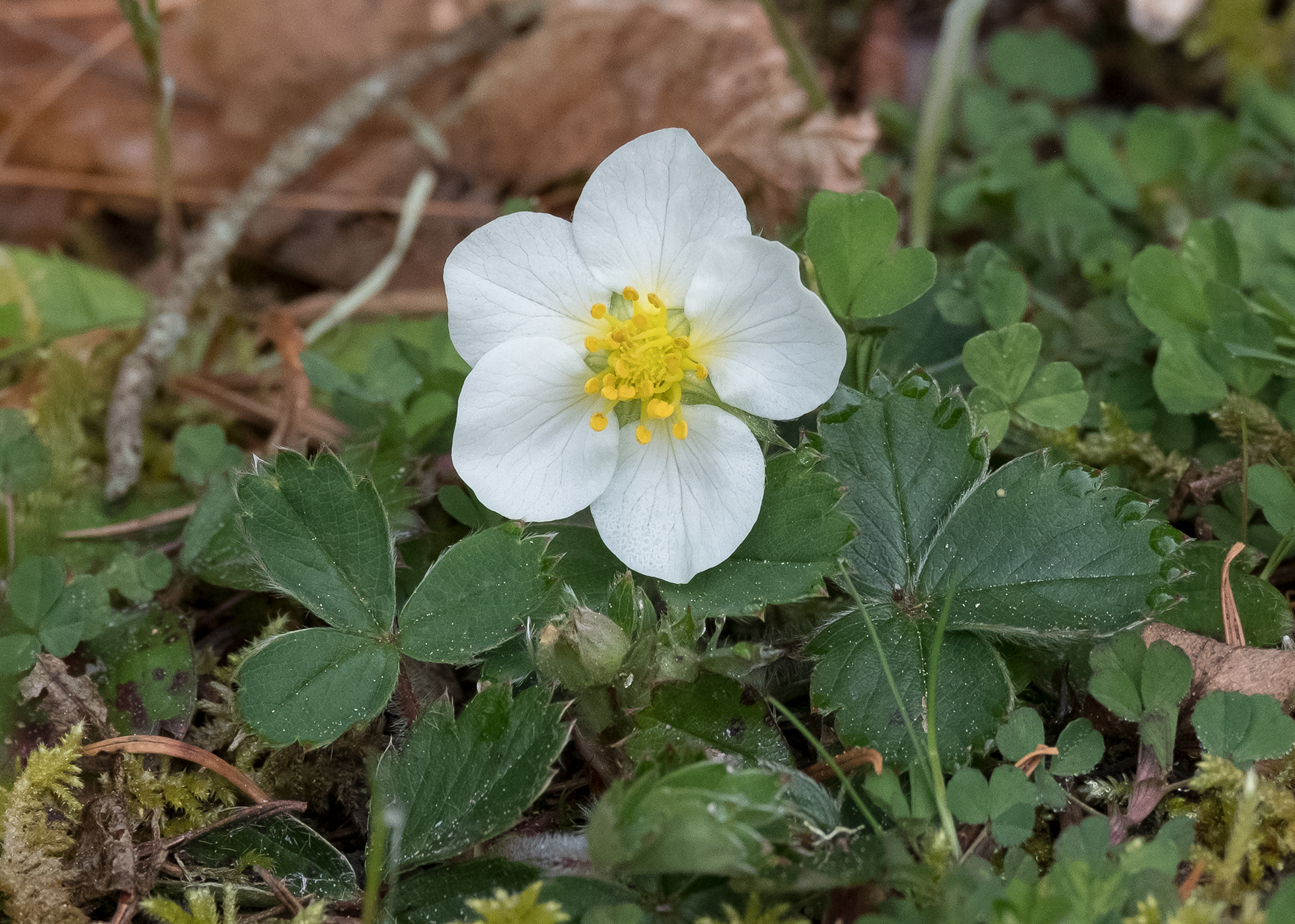 Beach strawberry (Fragaria chiloensis). Richardson
