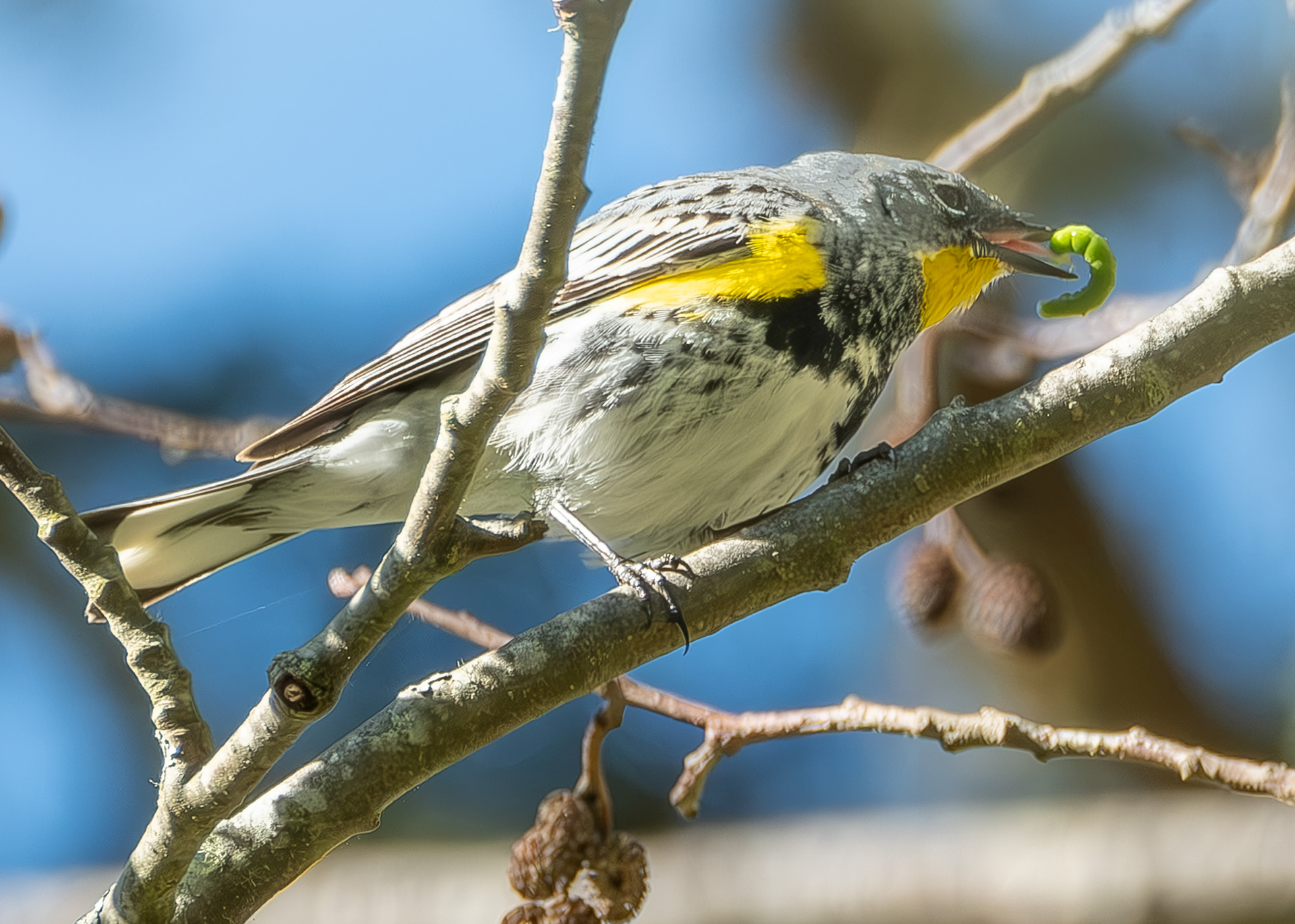 Yellow-rumped Warbler, Shark Reef