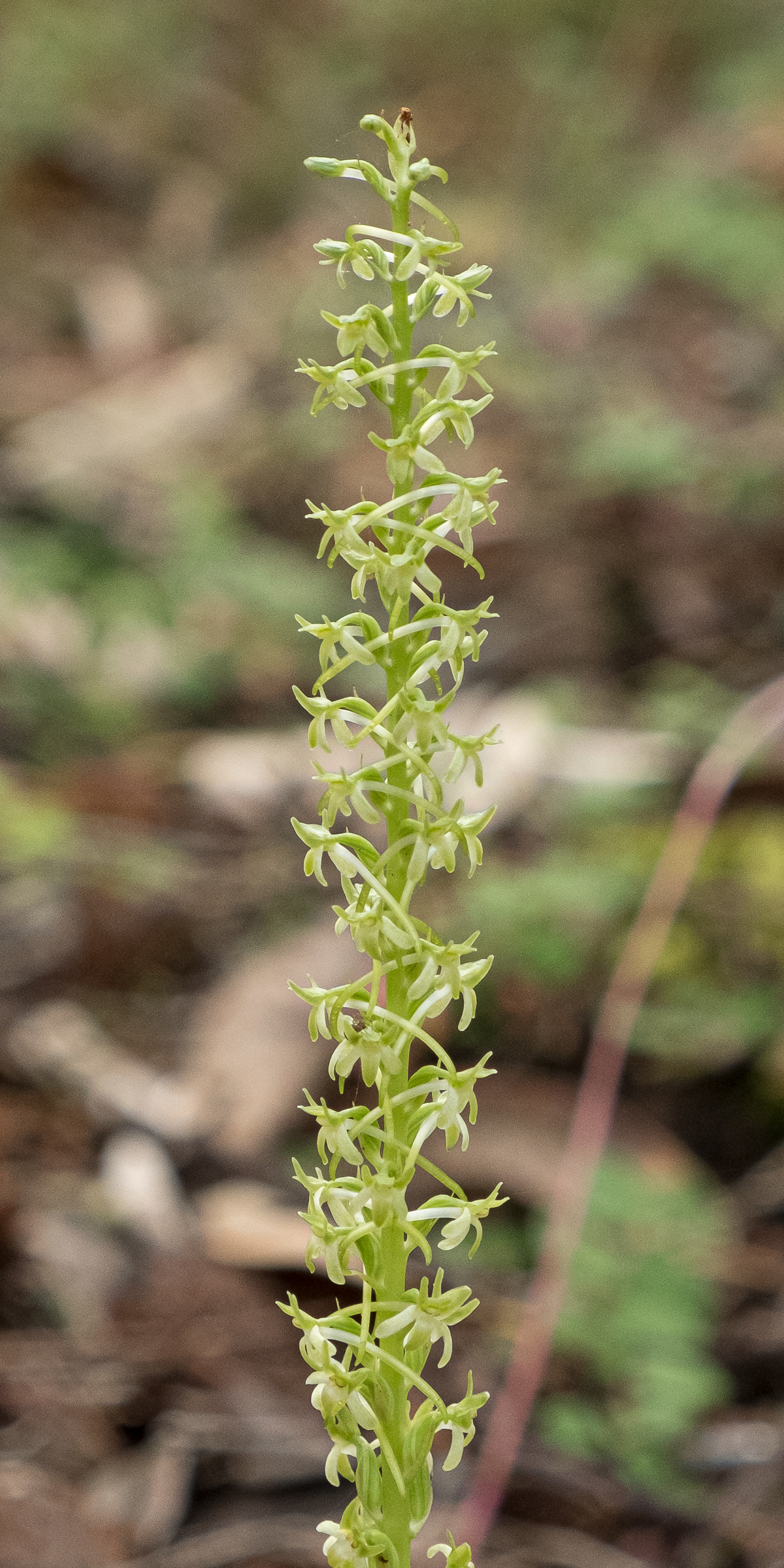 Alaska rein orchid (Piper unalascensis) Chadwick Hill