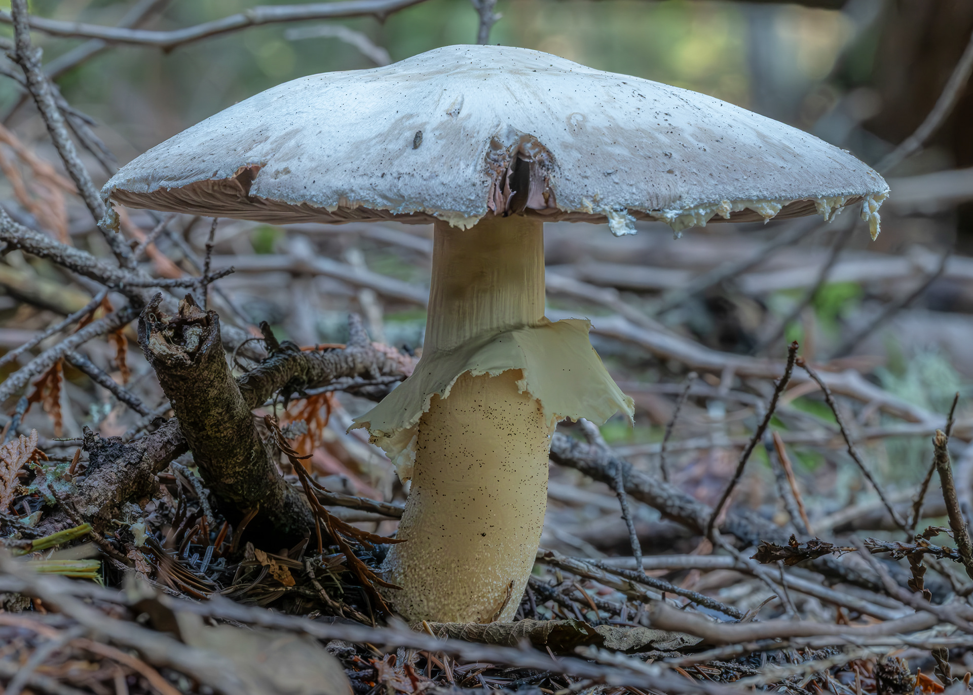 Wood mushroom (Agaricus sylvicola), Lopez Hill
