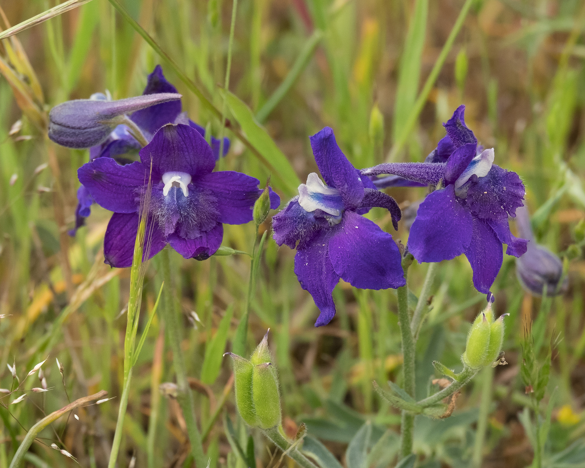 Menzie's larkspur (Delphinium menziesii), Iceberg Point