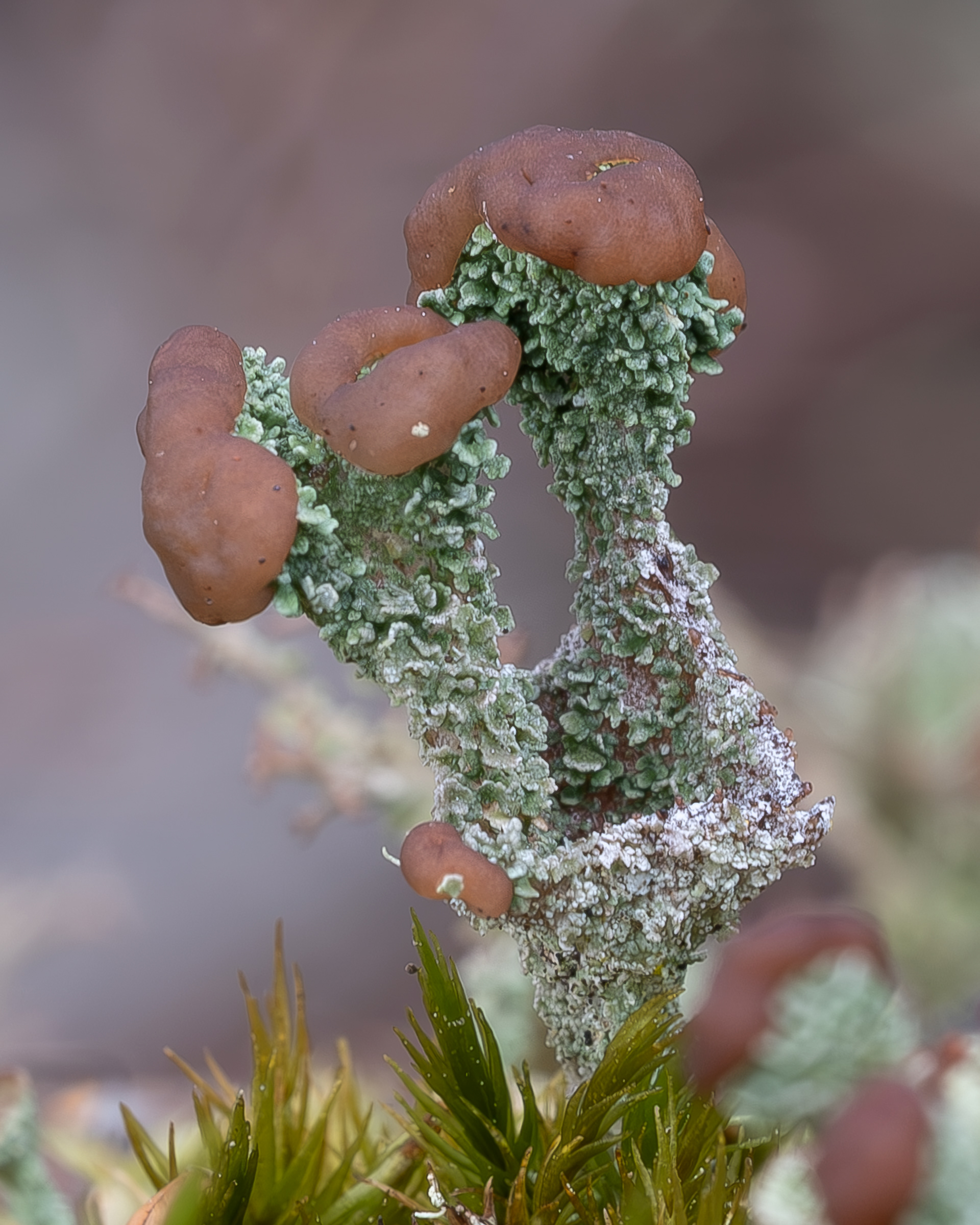Wooden soldiers (Cladonia botrytes), Richardson