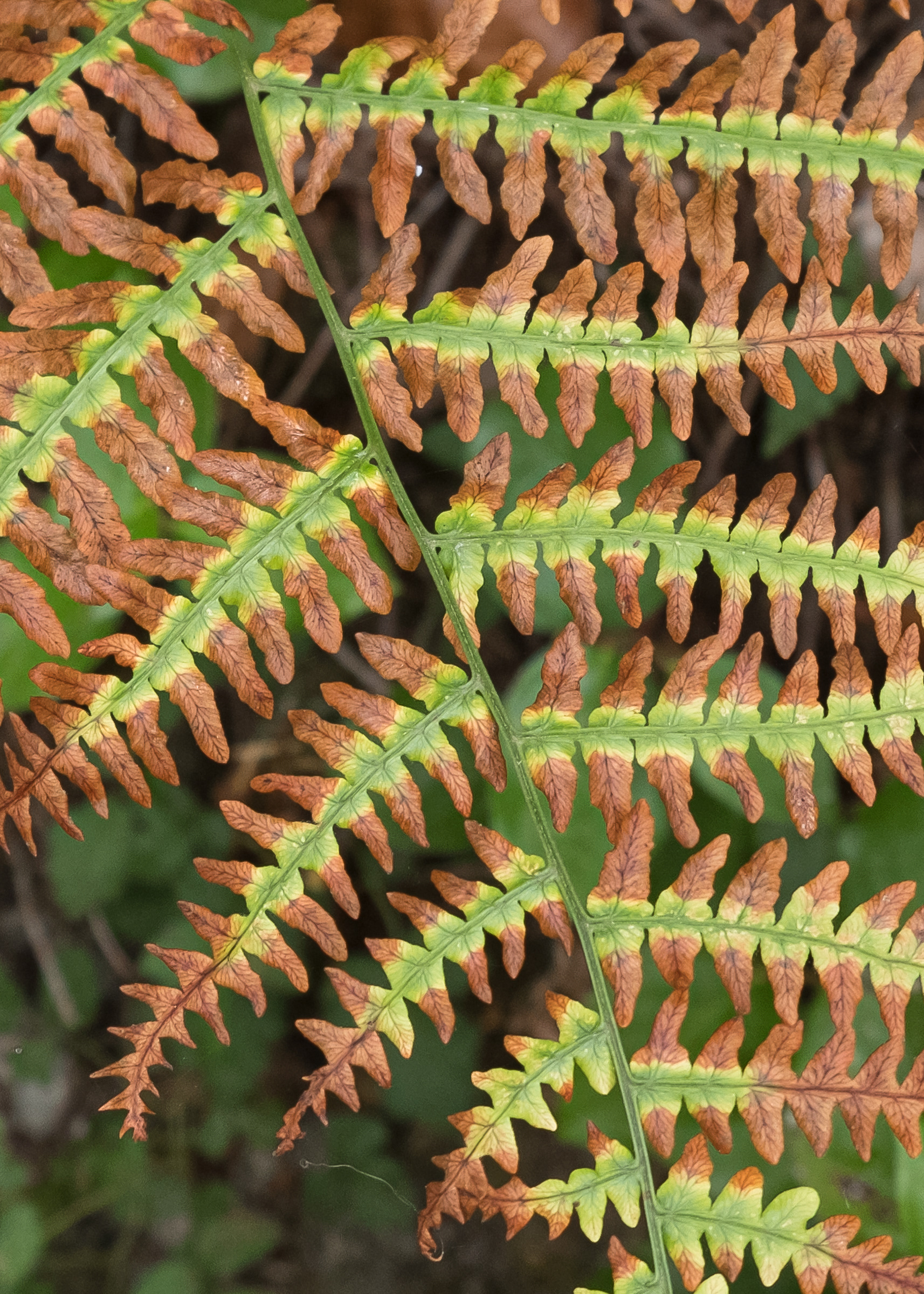 Bracken