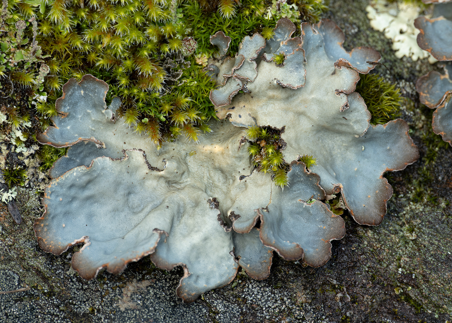 Dog-lichen (Peltigera canina)