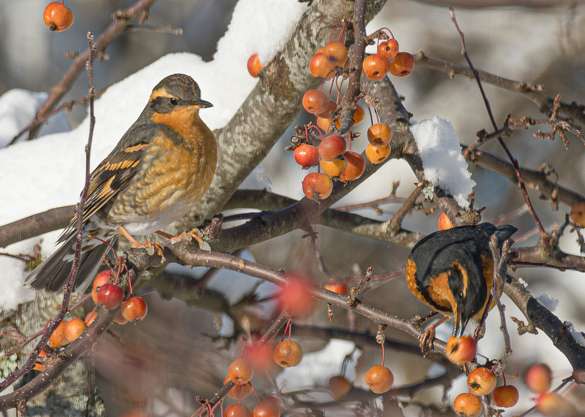 Varied Thrushes, Kjargaard Road