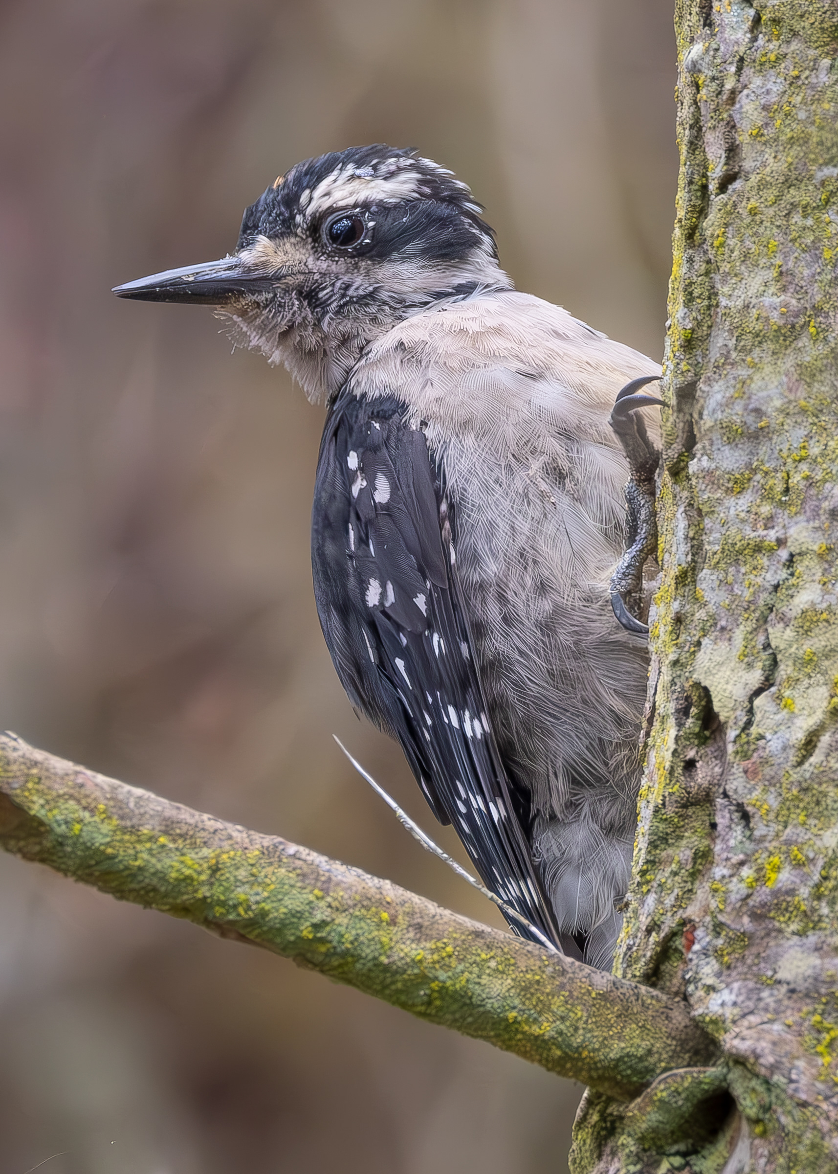 Hairy Woodpecker, Point Colville