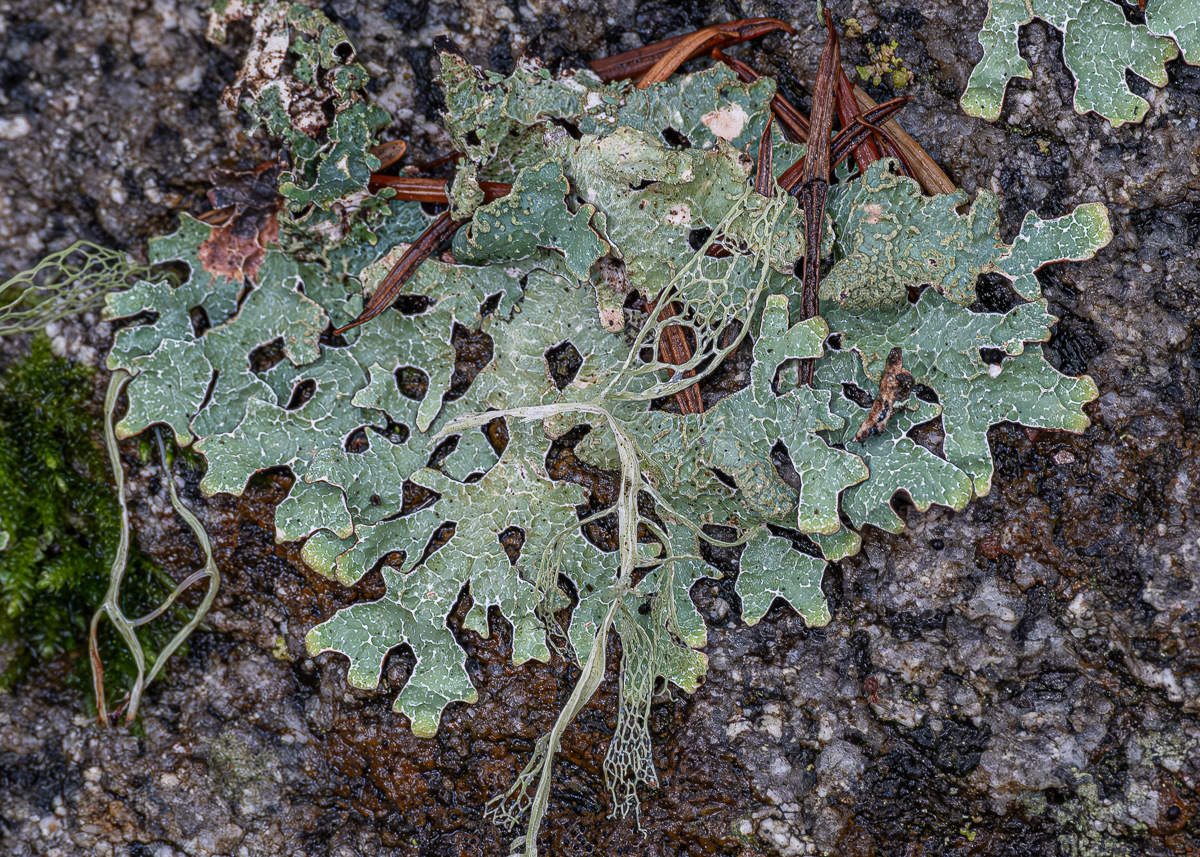 Tree Lungwort (Lobaria pulmonaria), Point Colville