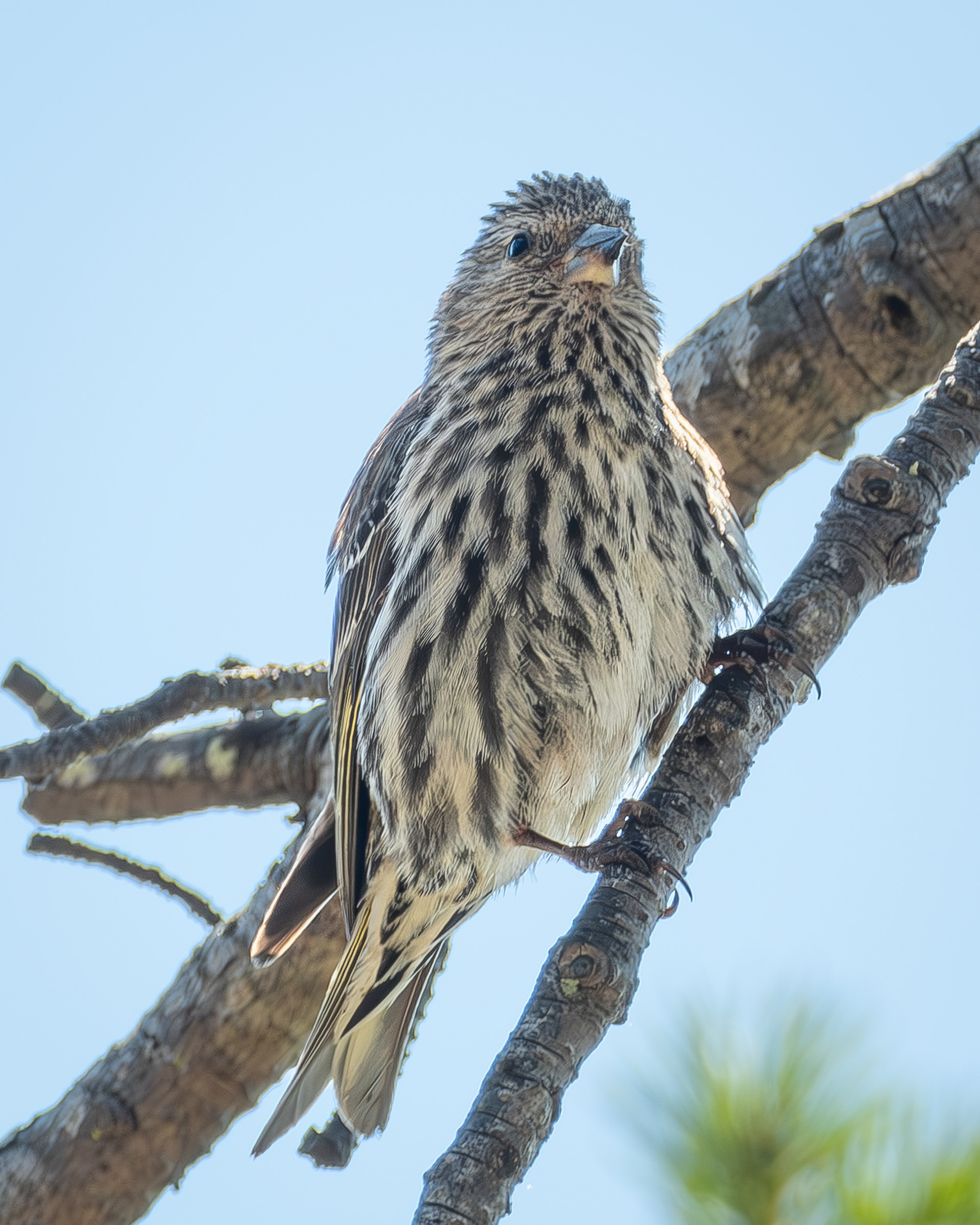 Pine Siskin, Chadwick Hill