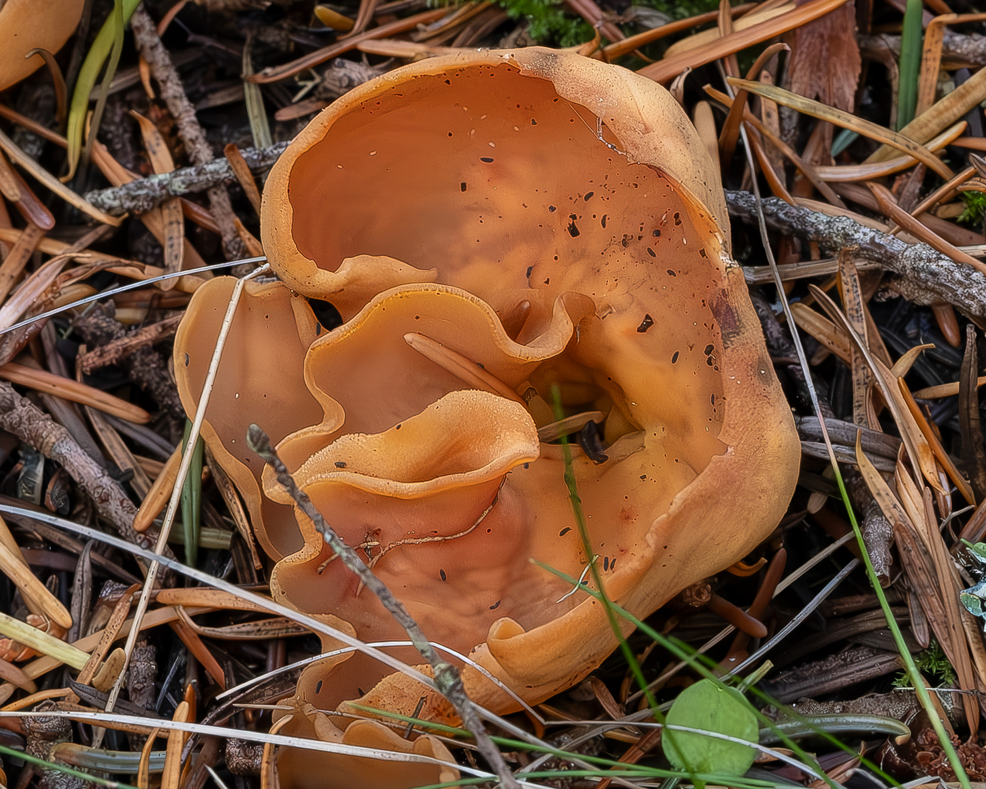Orange peel fungus (Aleuria aurantia), Point Colville