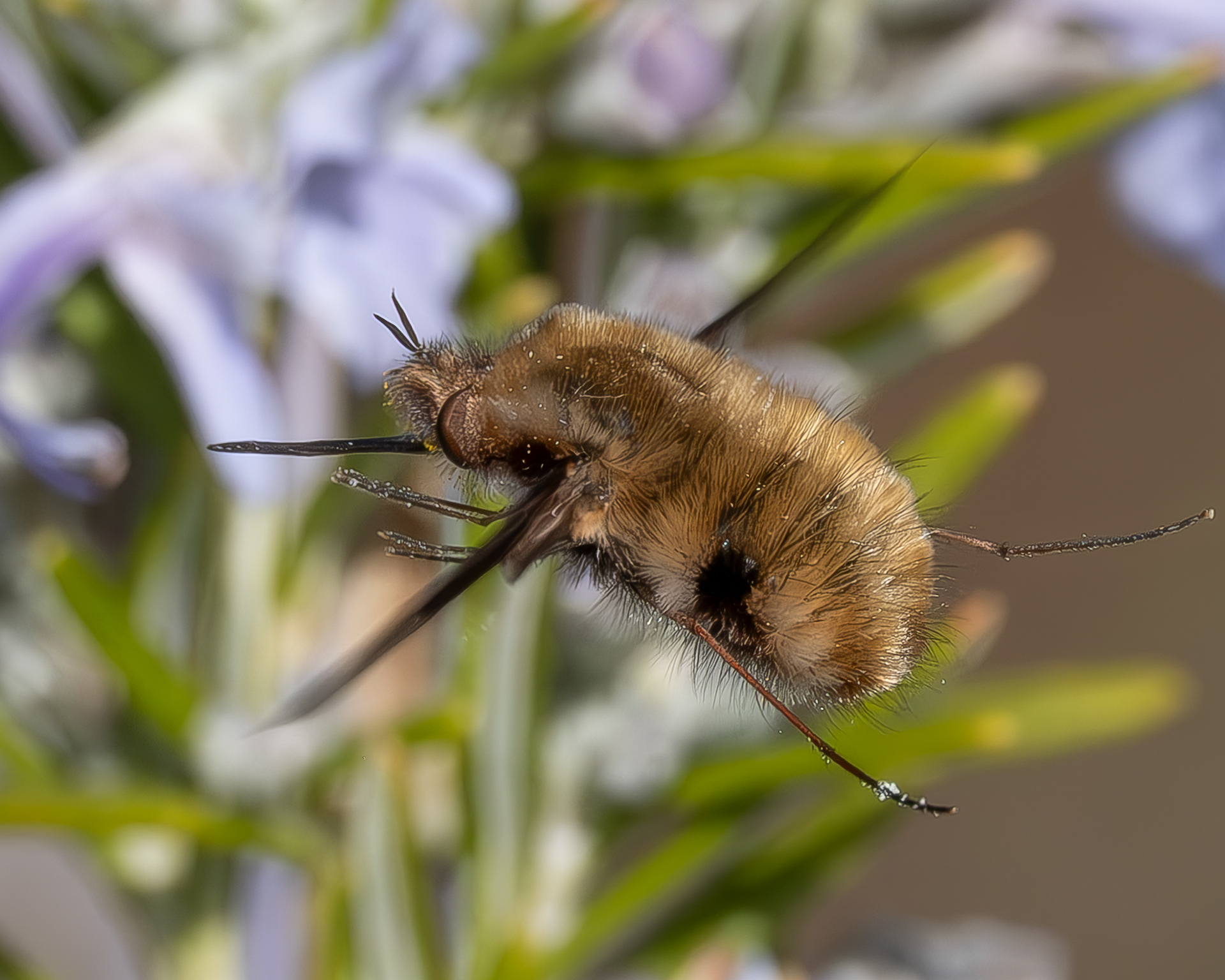 Greater Bee Fly (Bombylius major), Kjargaard Road