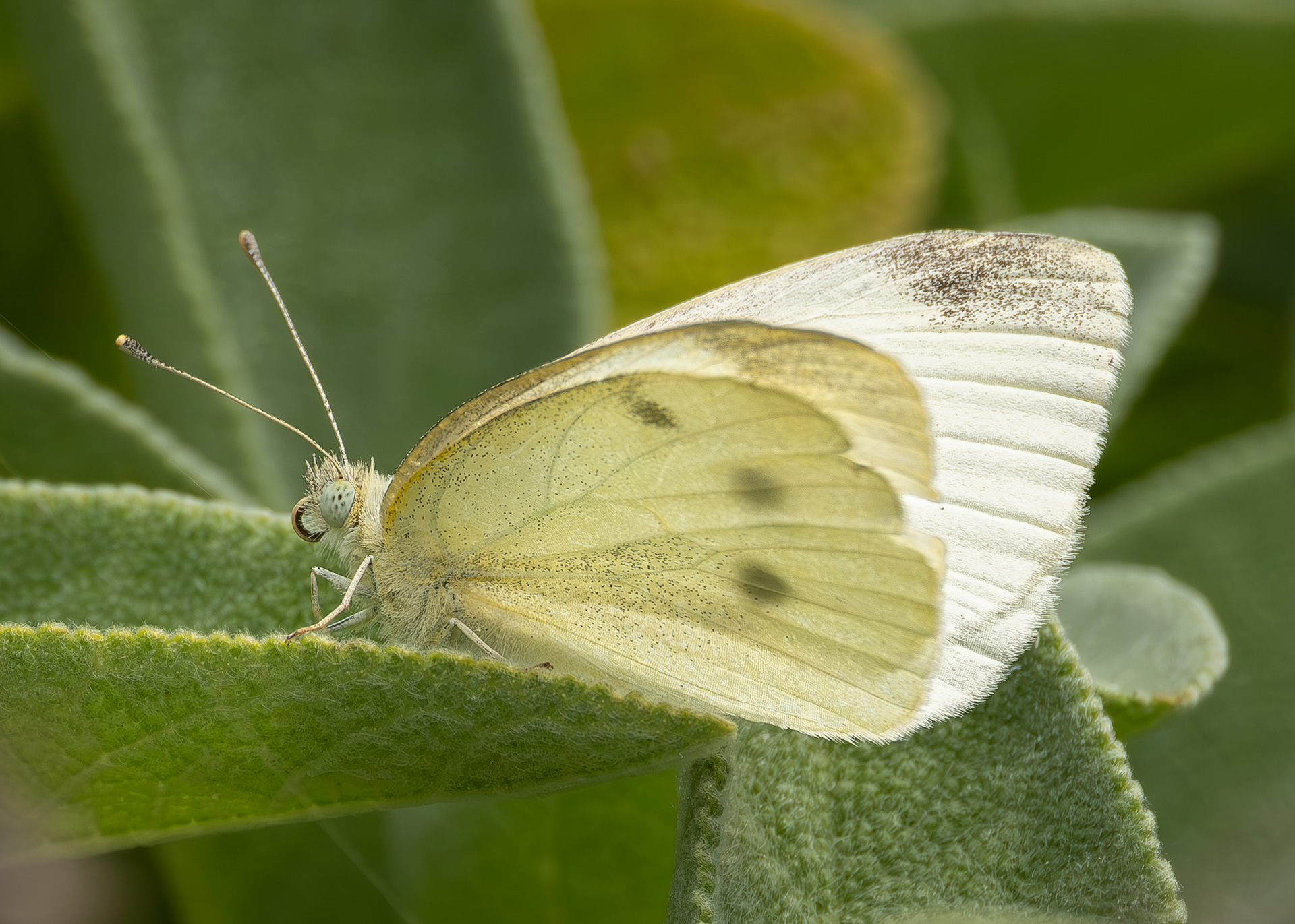 Cabbage Butterfly, Kjargaard Road