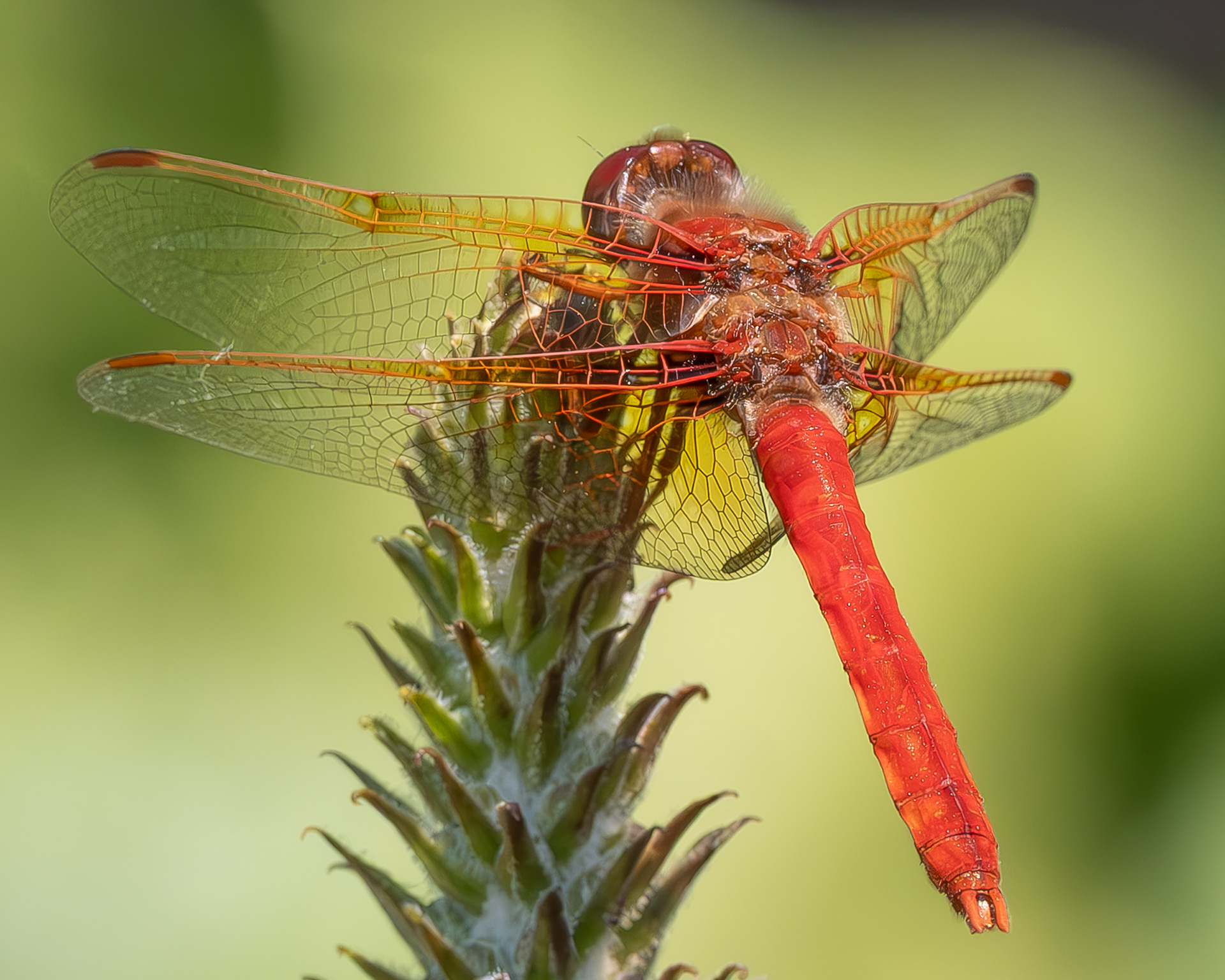 Cardinal Meadowhall (Sympetrum illotum), Kjargaard Road
