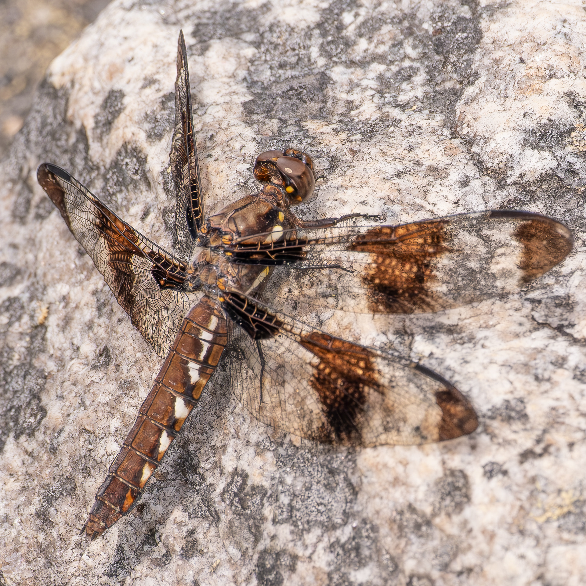 Common Whitetail (Plathemis lydia), Kjargaard Road