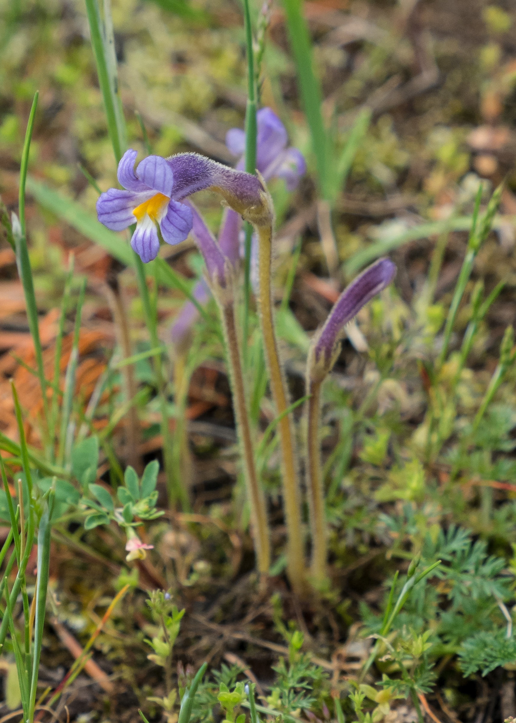 Naked broomrape (Orobanche uniflora), Chadwick Hill