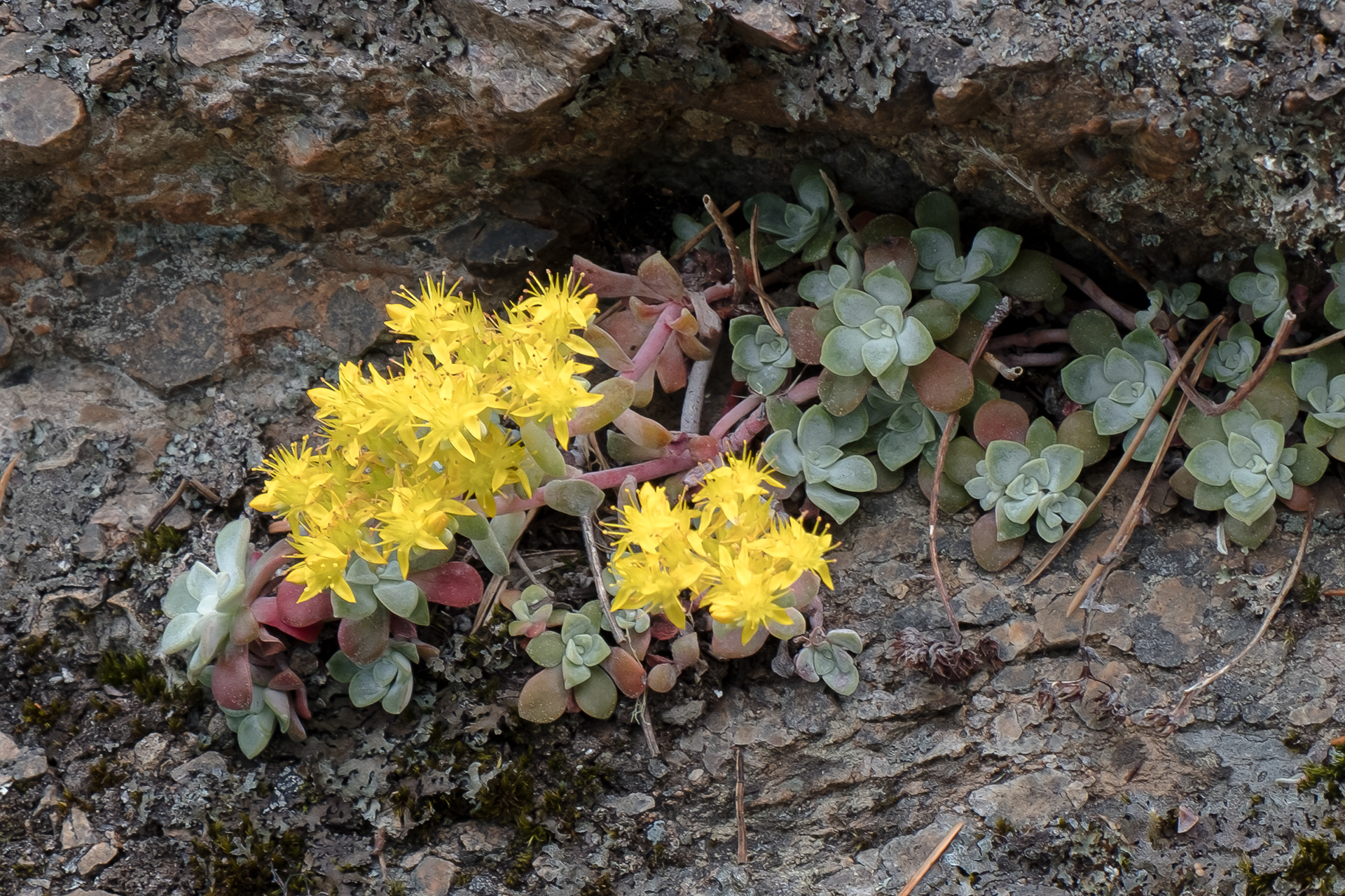 Broad-leafed stonecrop (Sedum spathulifolium), Shark Reef