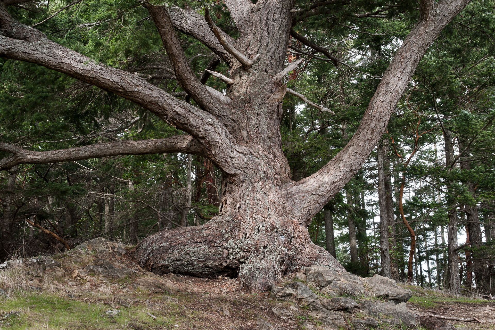 Douglas fir, Chadwick Hill