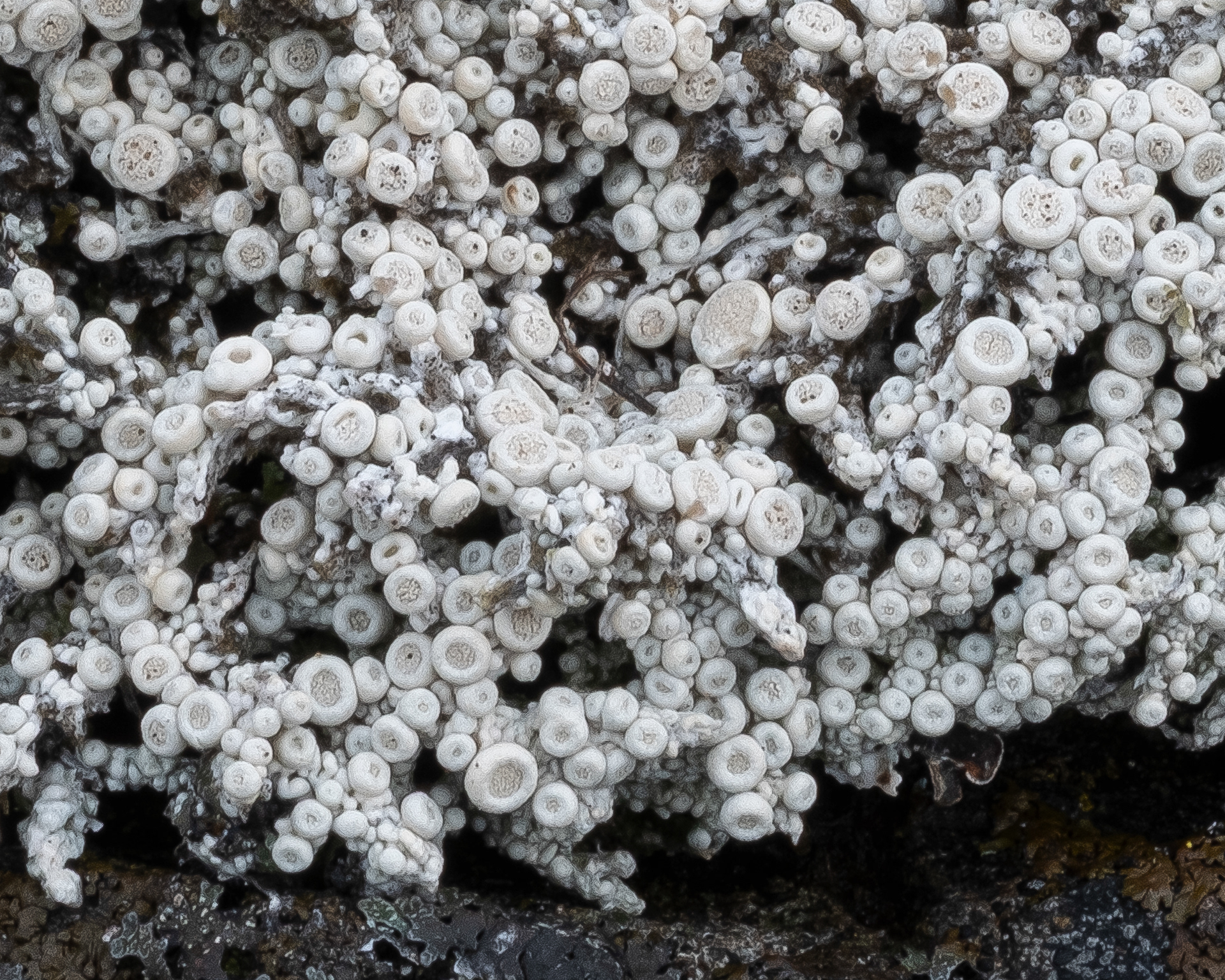 Volcano Lichen? (Coccotrema maritimum), Point Colville