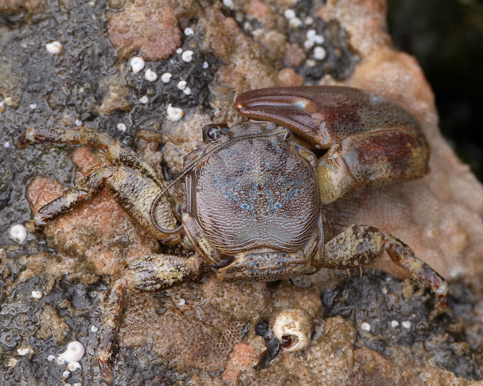 Flattop Crab, Davis Head