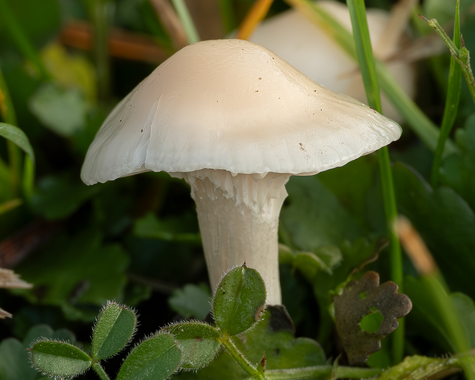 Snowy waxcap (Cuphophyllus virgineus), Kjargaard Road