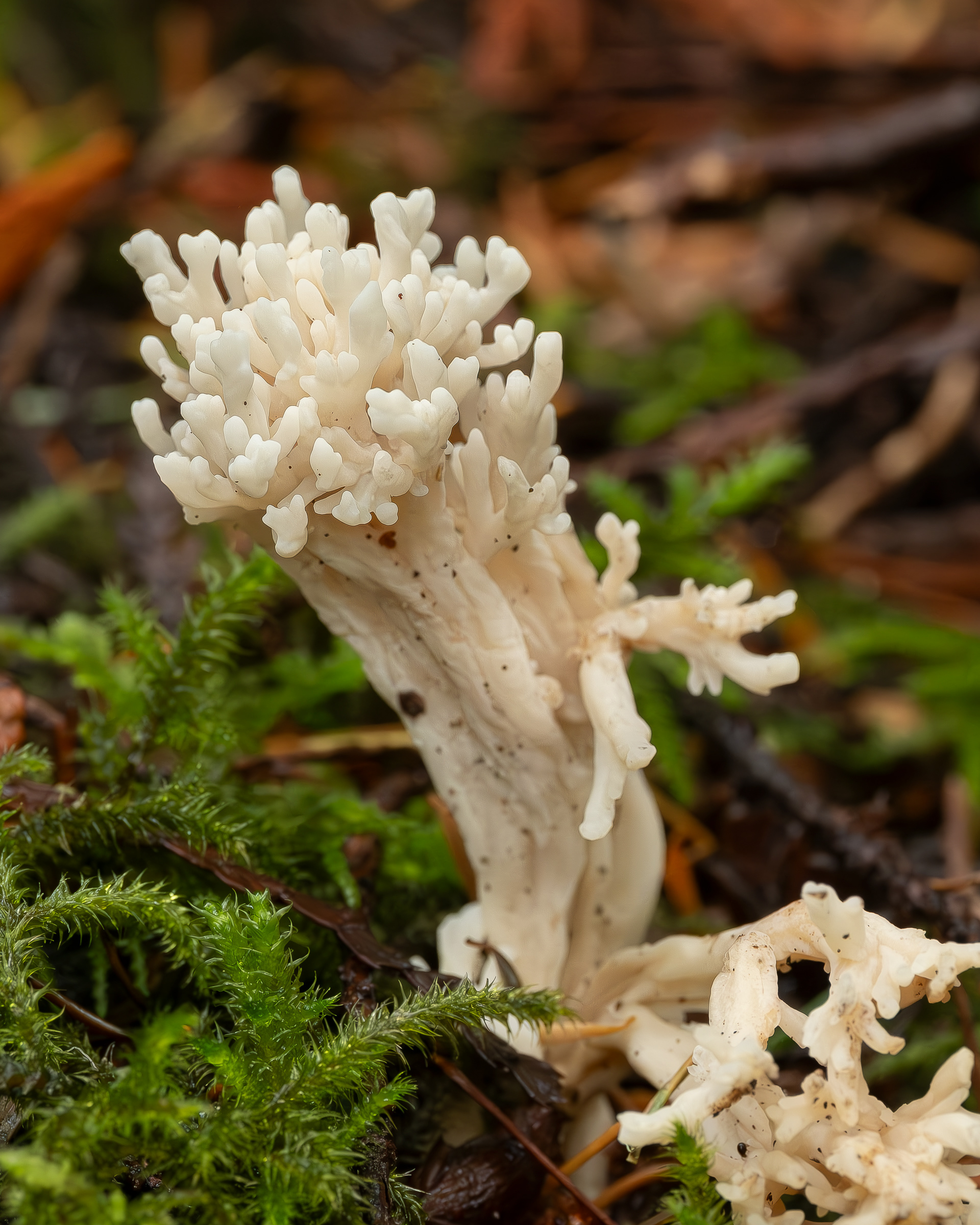 Wrinkled coral (Clavulina rugosa), Hummel Lake Preserve