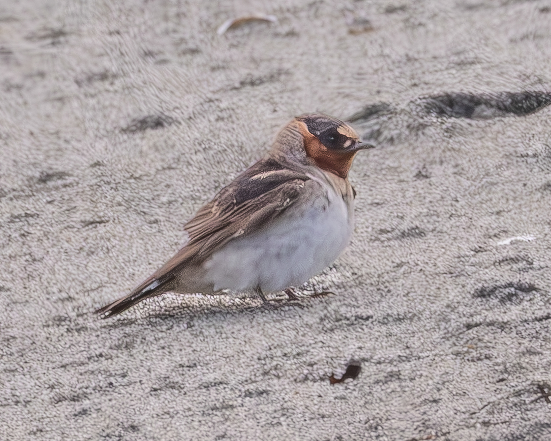 Cliff Swallow, Spencer Spit