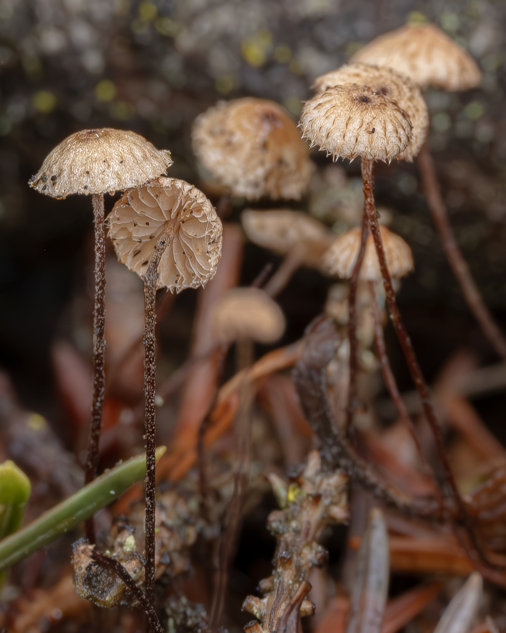 Hairy parachute (Crinipellis scabella), Point Colville