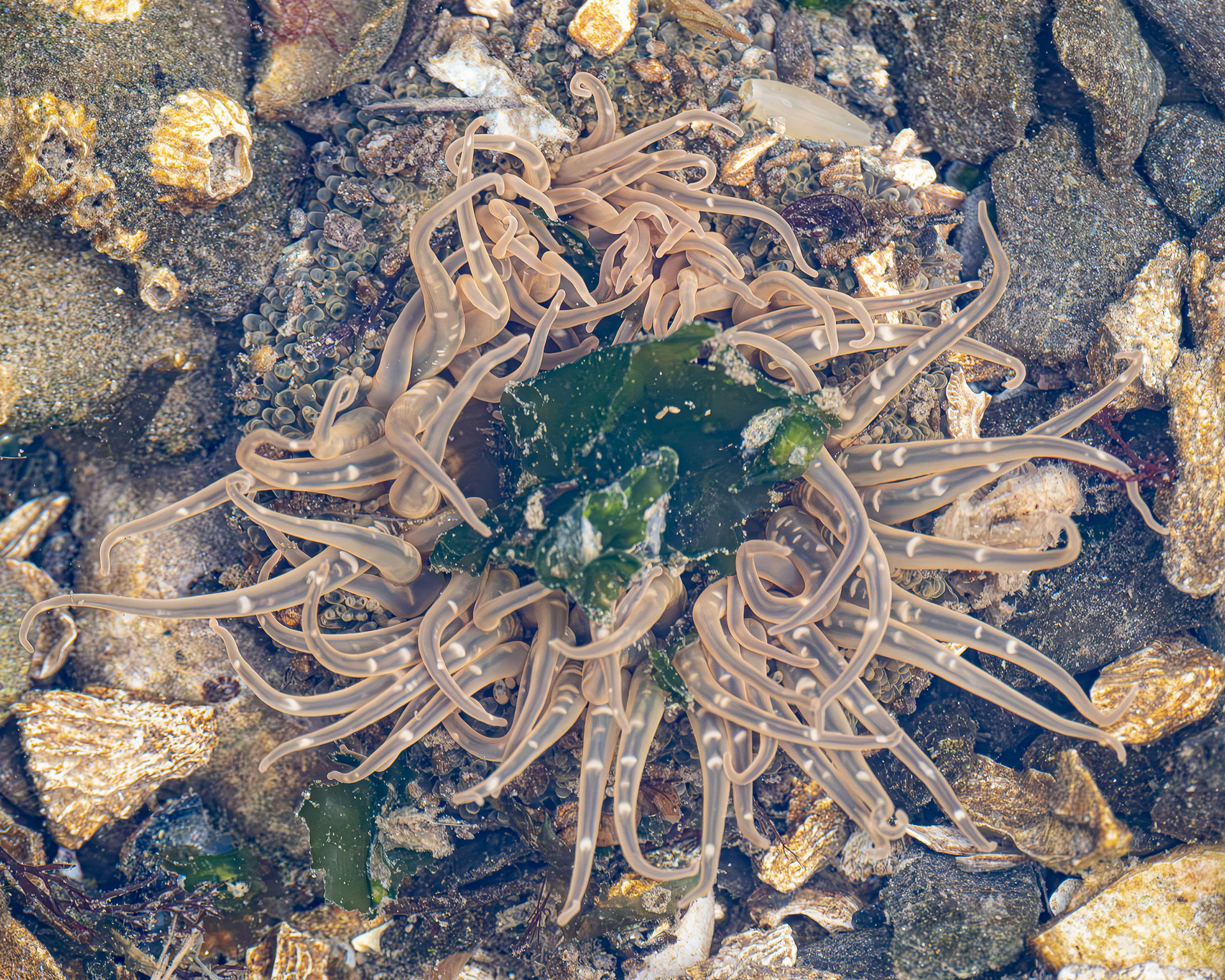 Moonglow Anenome, Davis Head