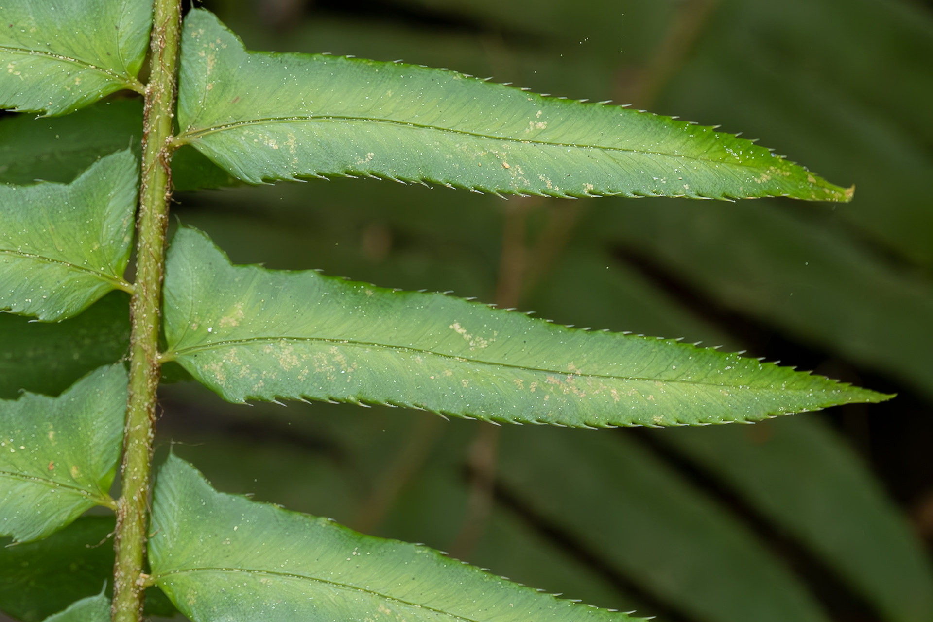 Western Sword fern. Point Colville