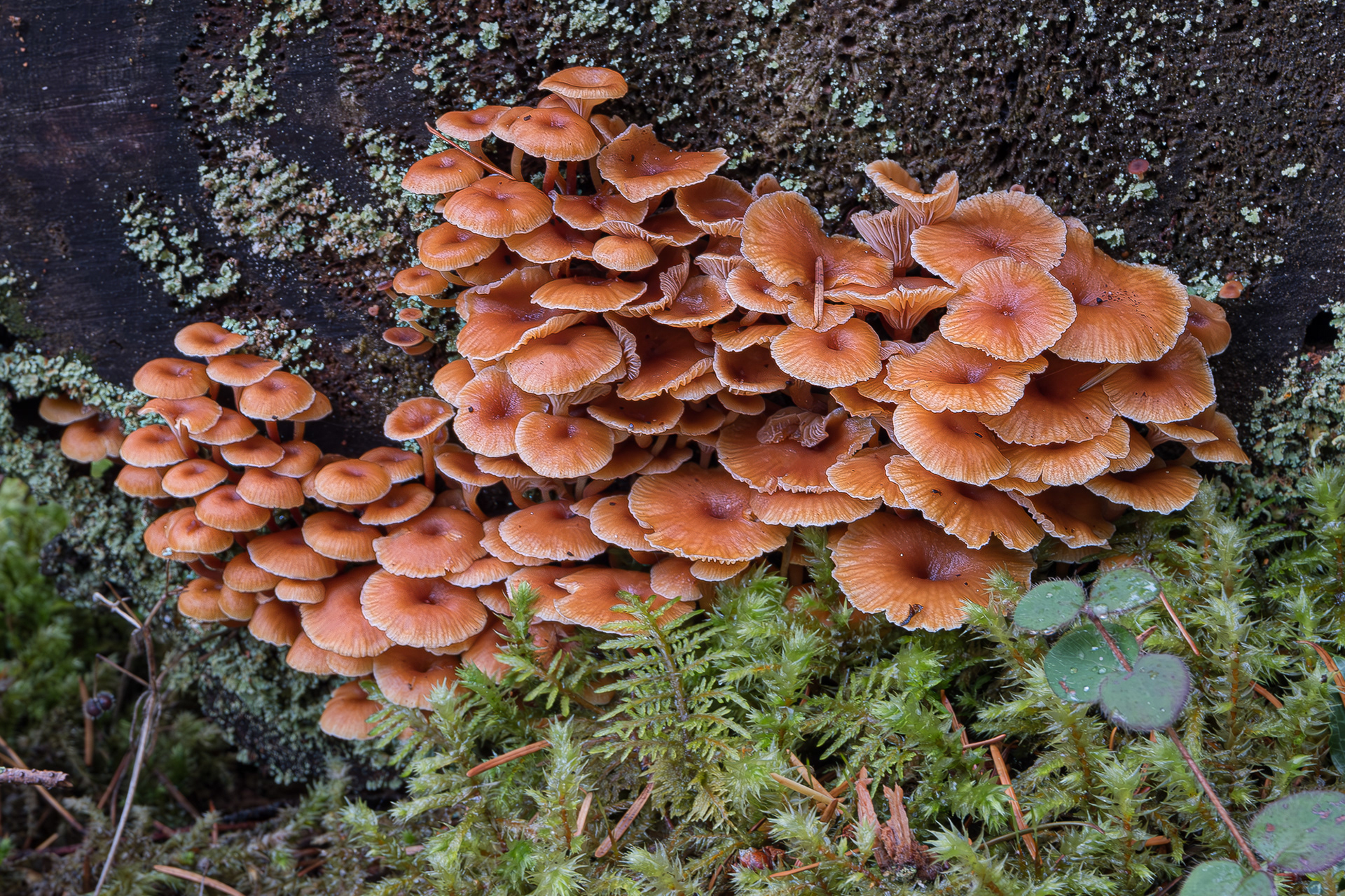 Pinewood gingertai (Flammulina velutipes), Watmough