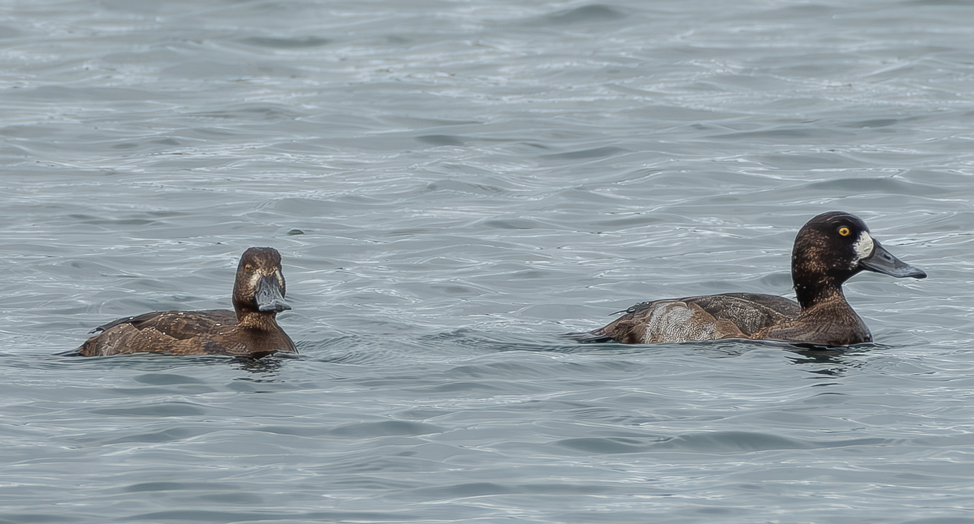 Greater Scaups, MacKaye Harbor