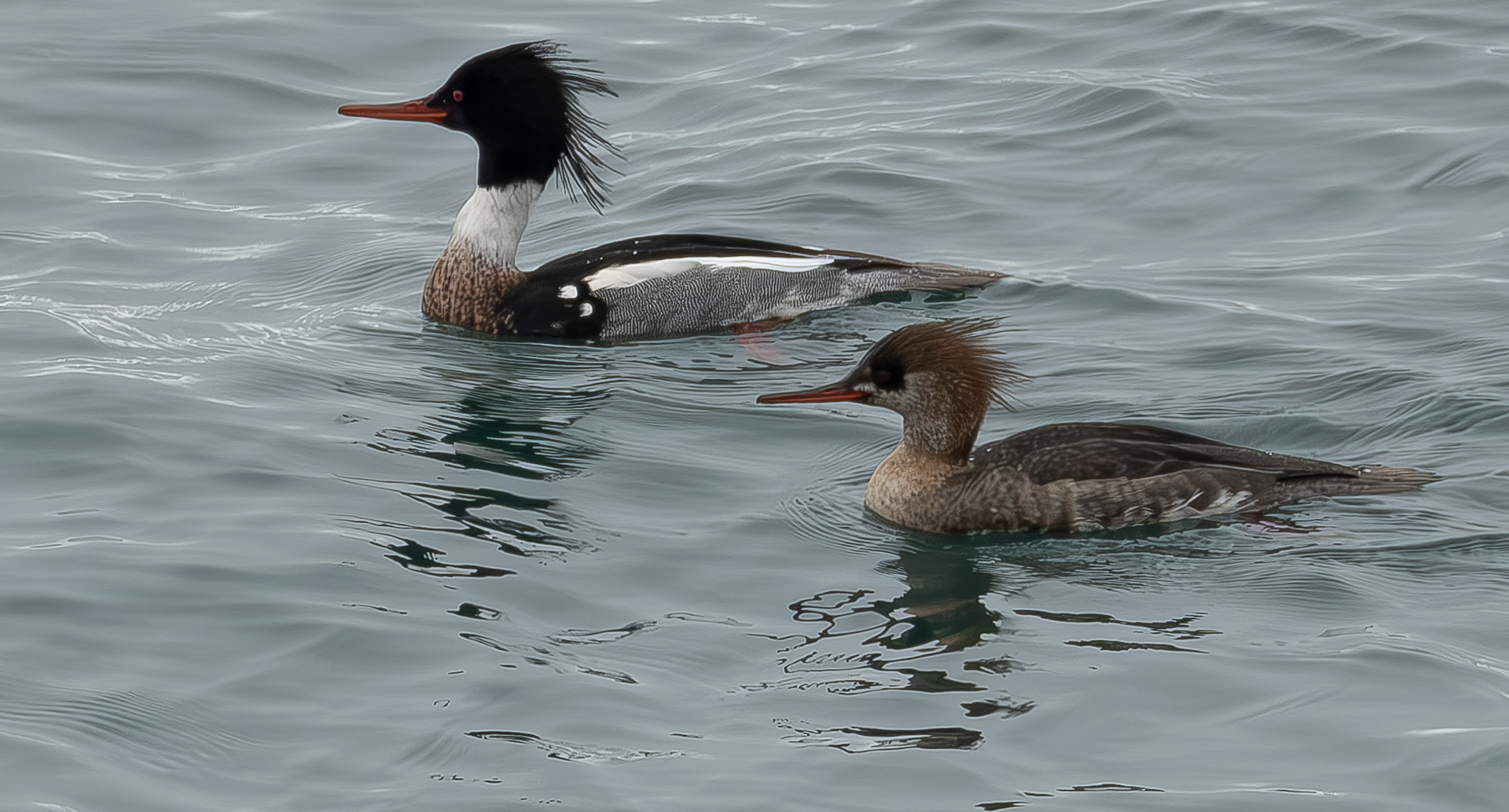 Red-breasted Mergansers, Iceberg Point